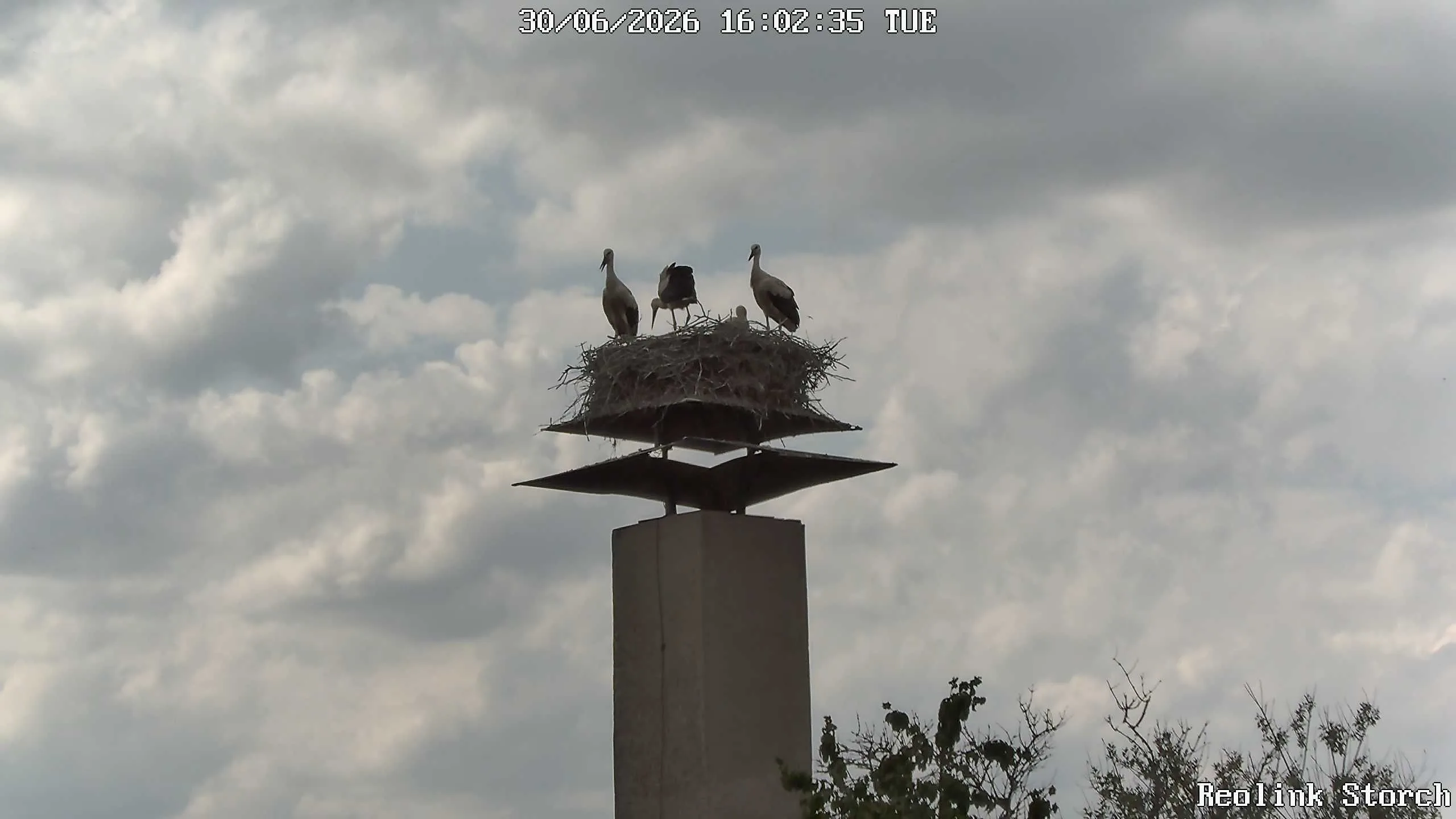 Storchencam Bild