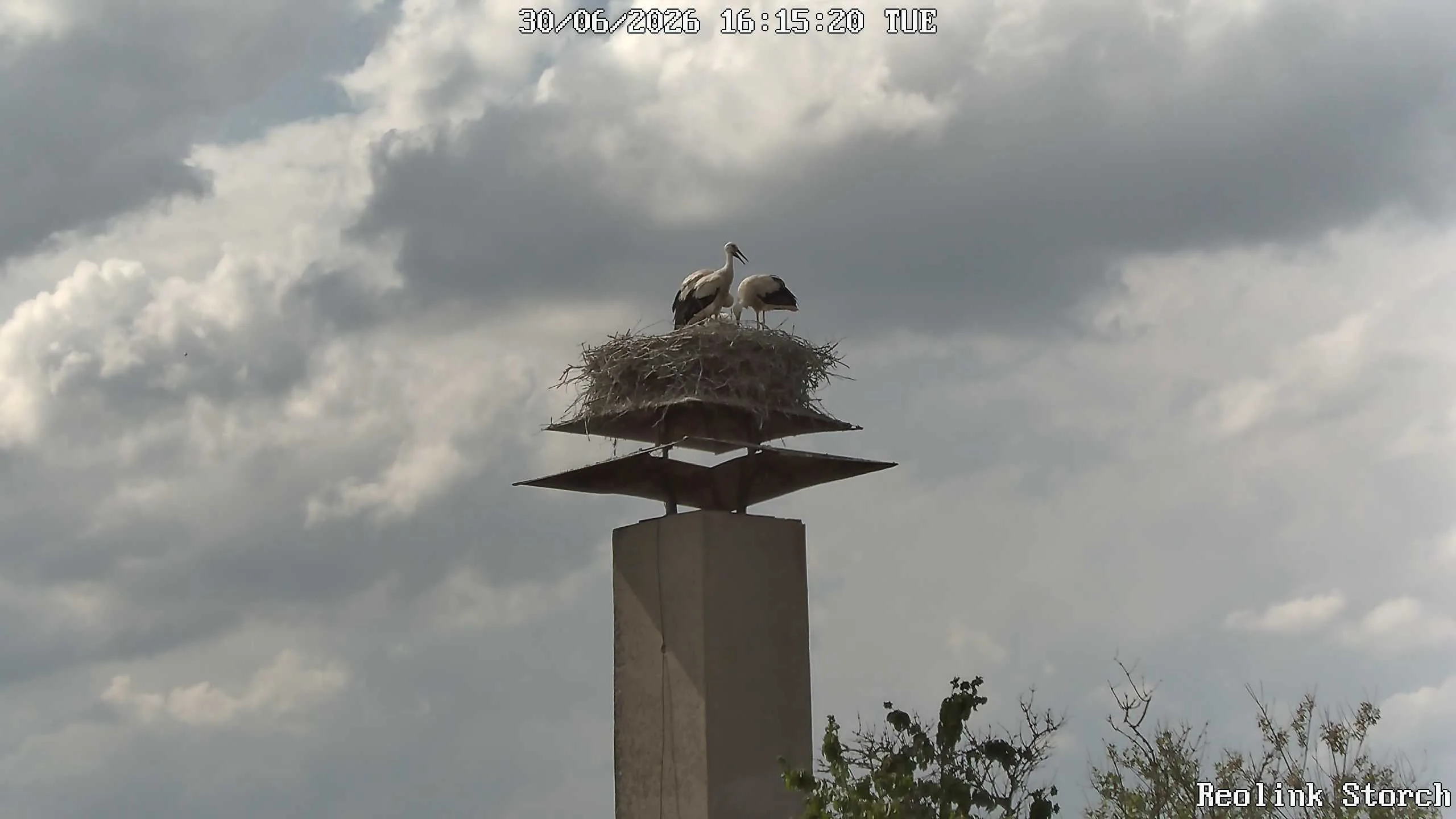 Storchencam Bild