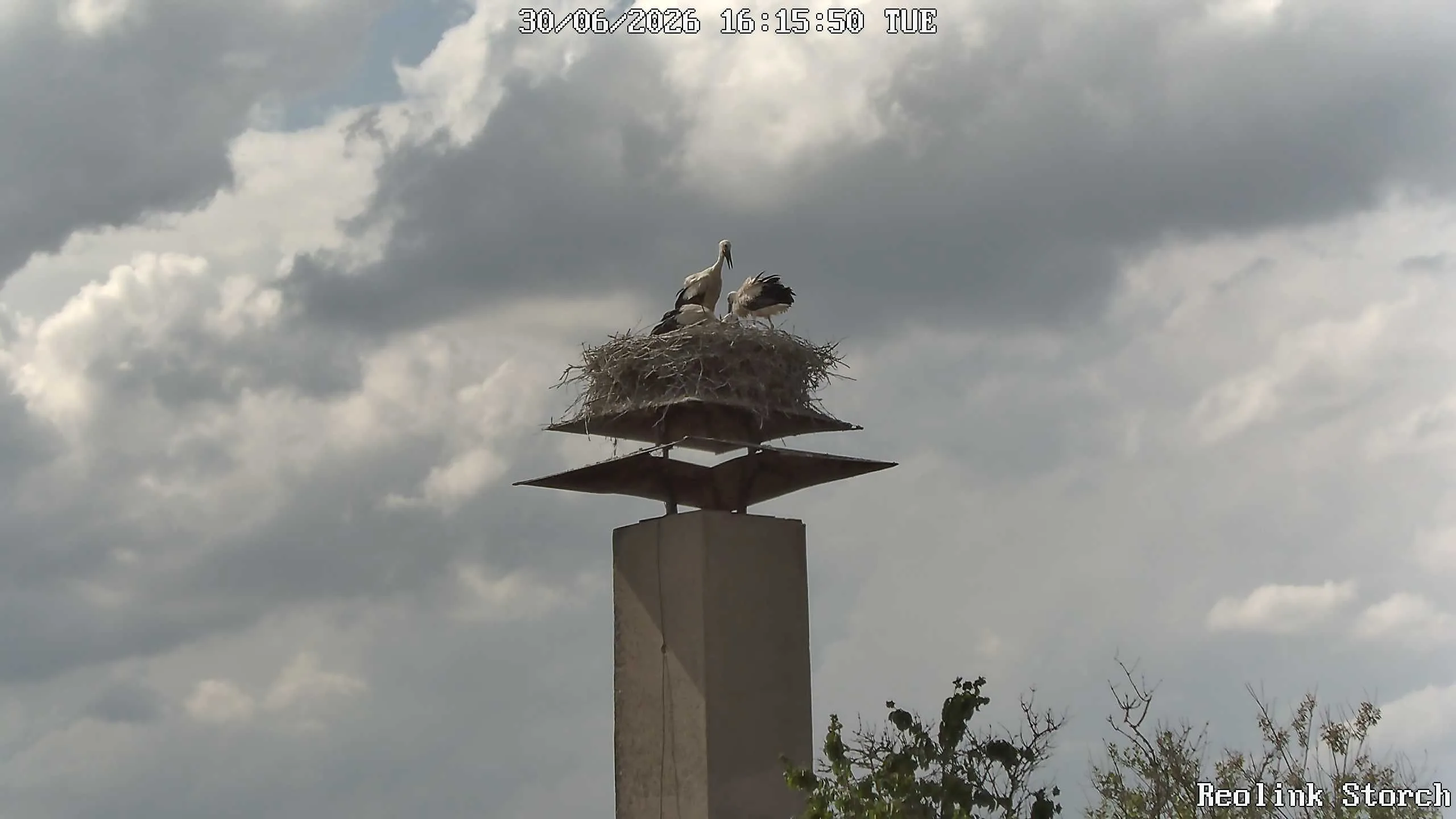 Storchencam Bild