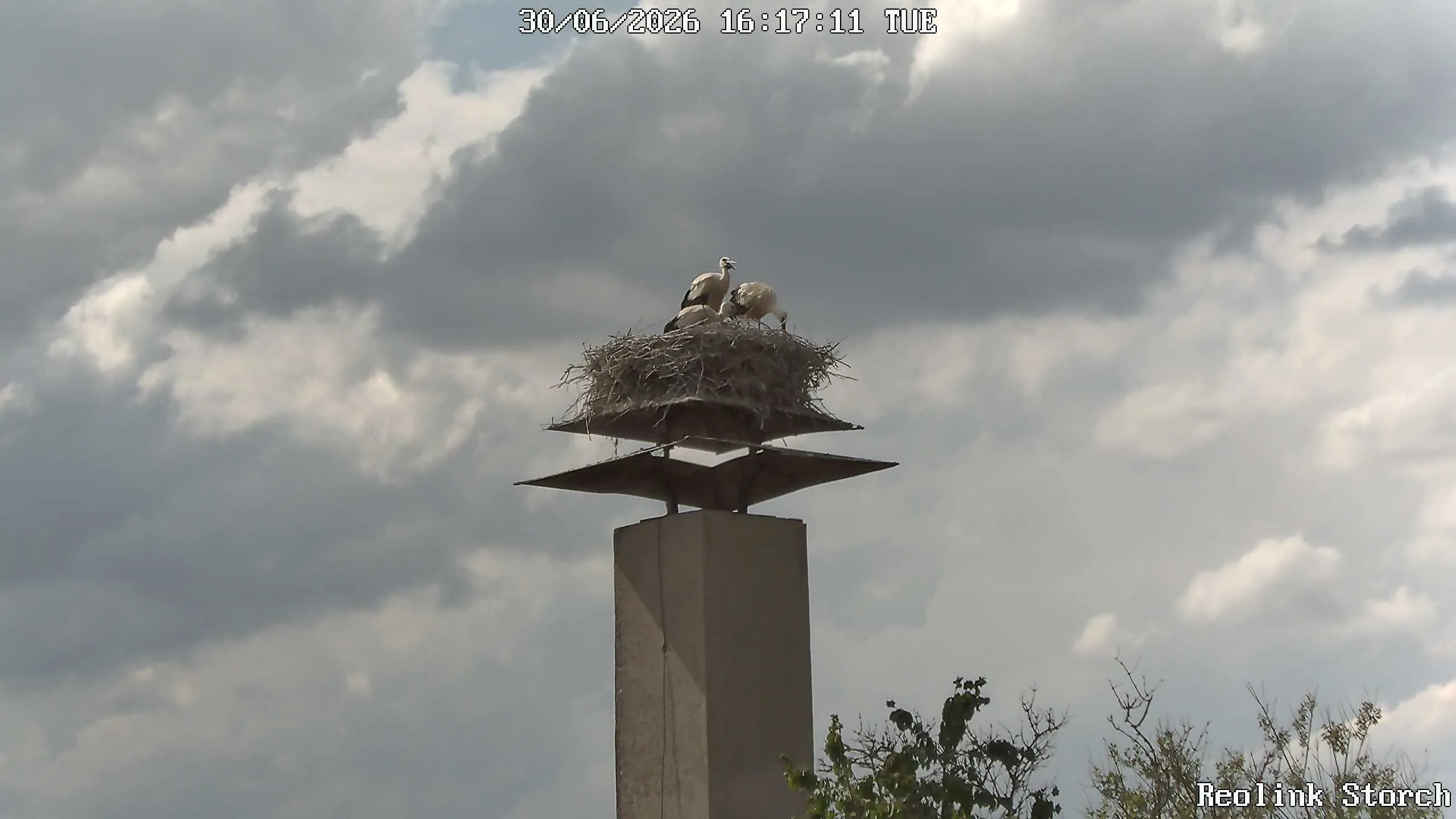 Storchencam Bild