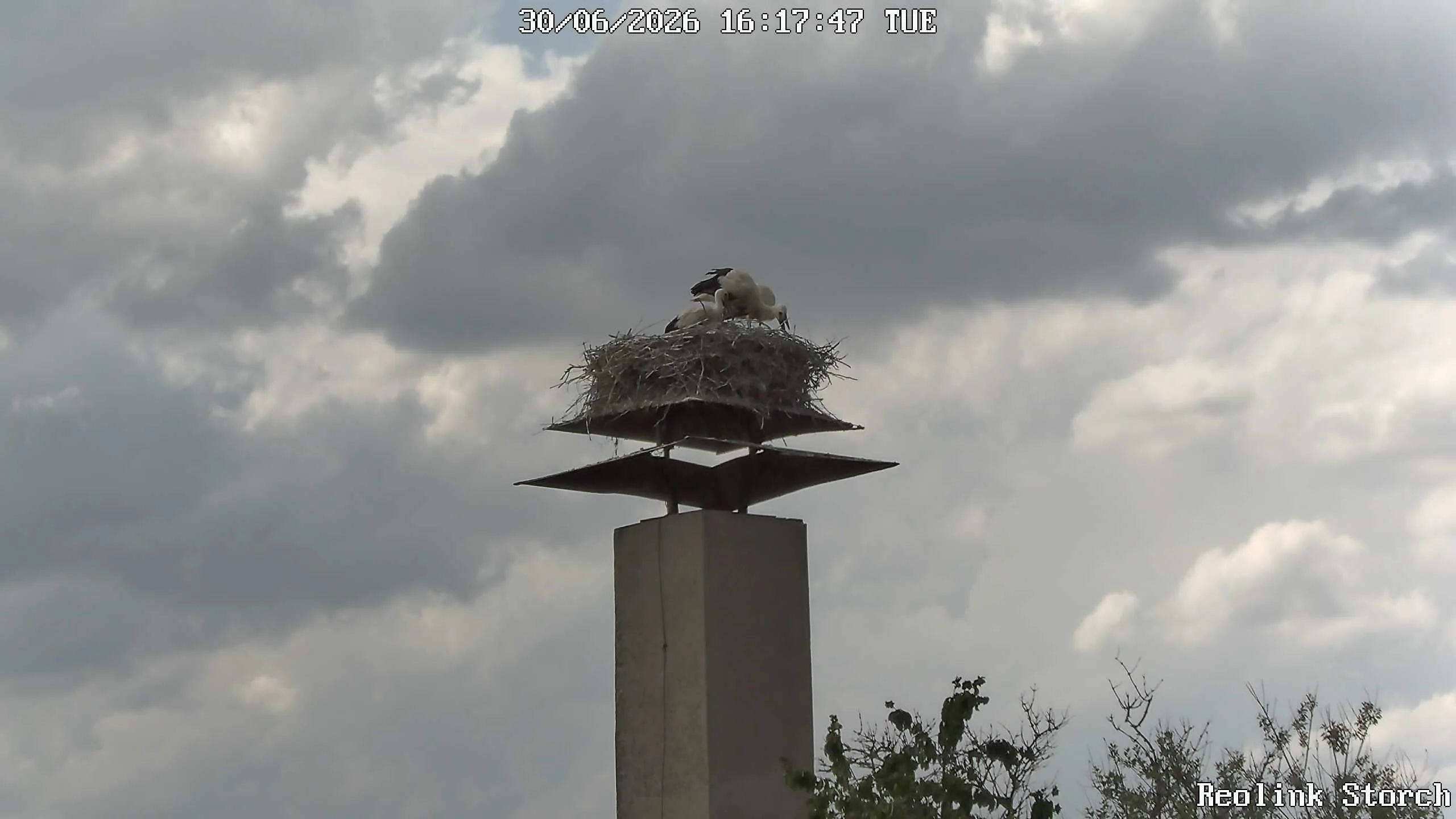 Storchencam Bild