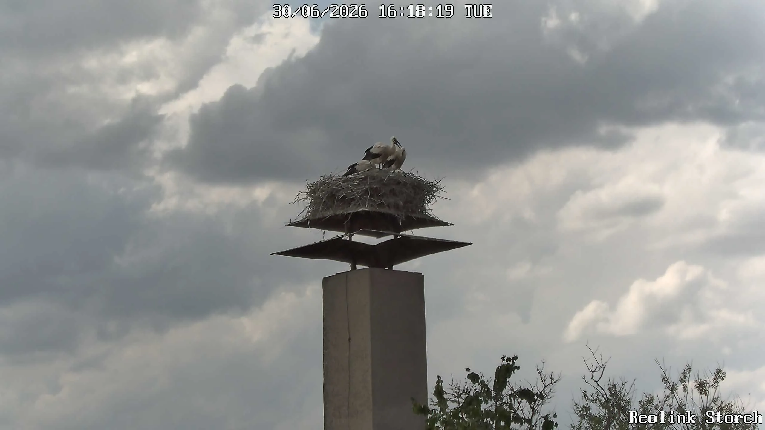 Storchencam Bild