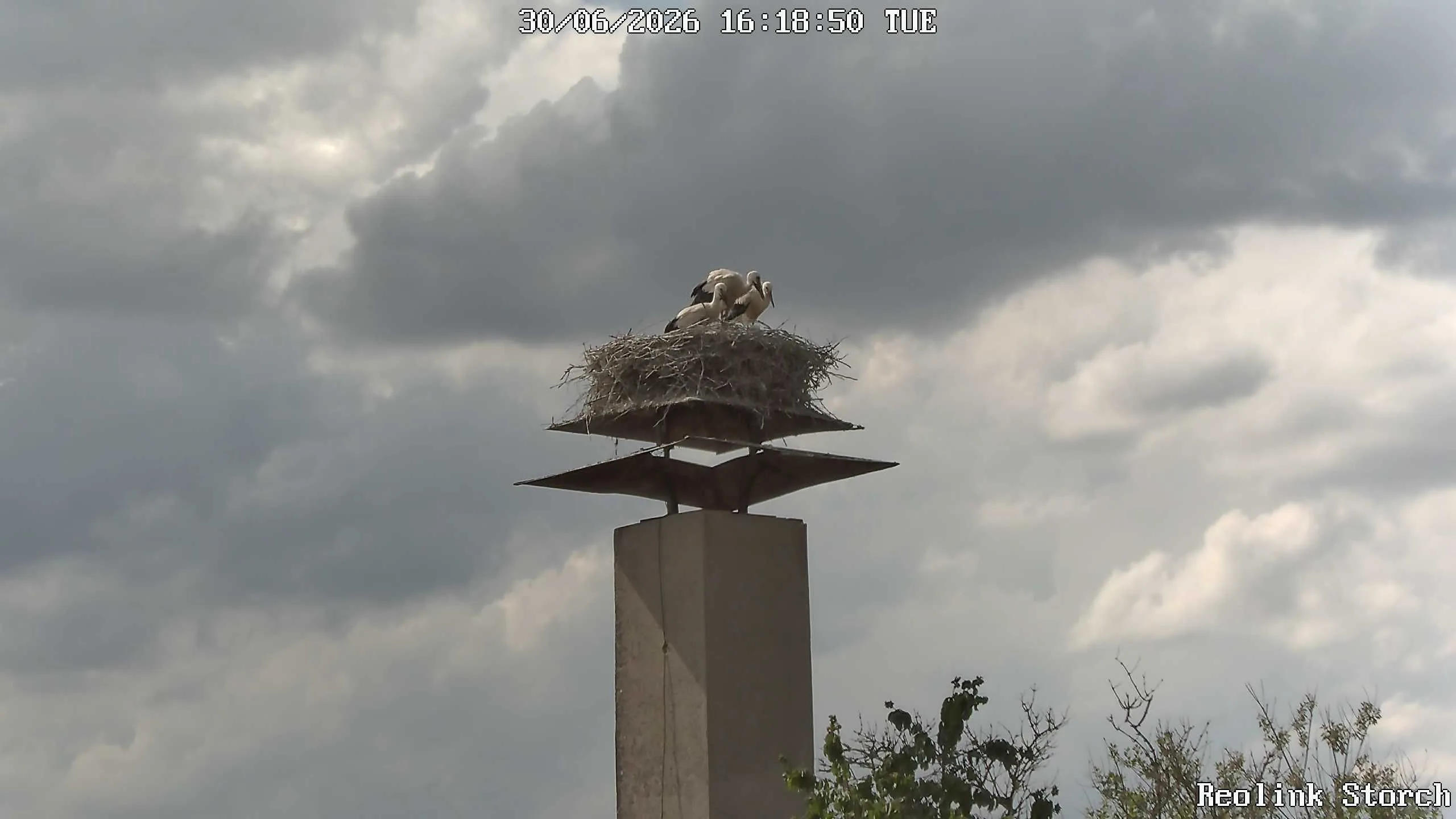 Storchencam Bild