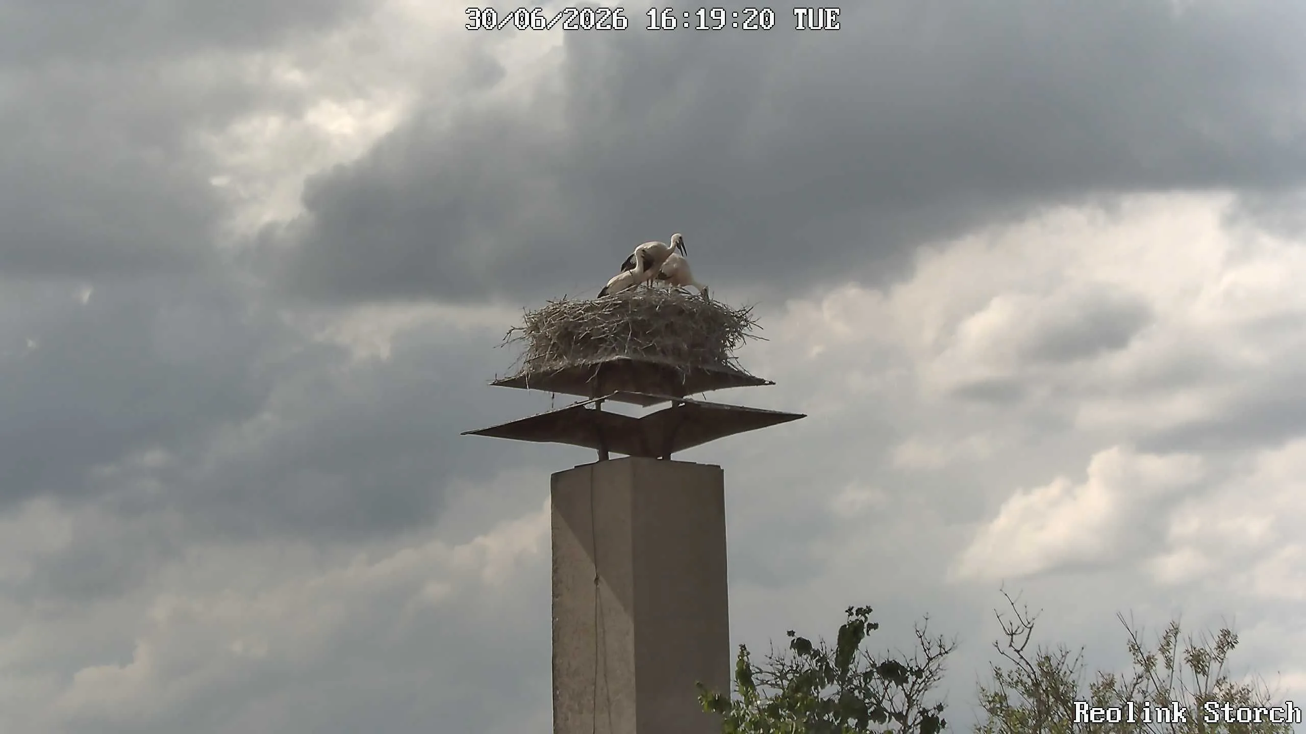 Storchencam Bild