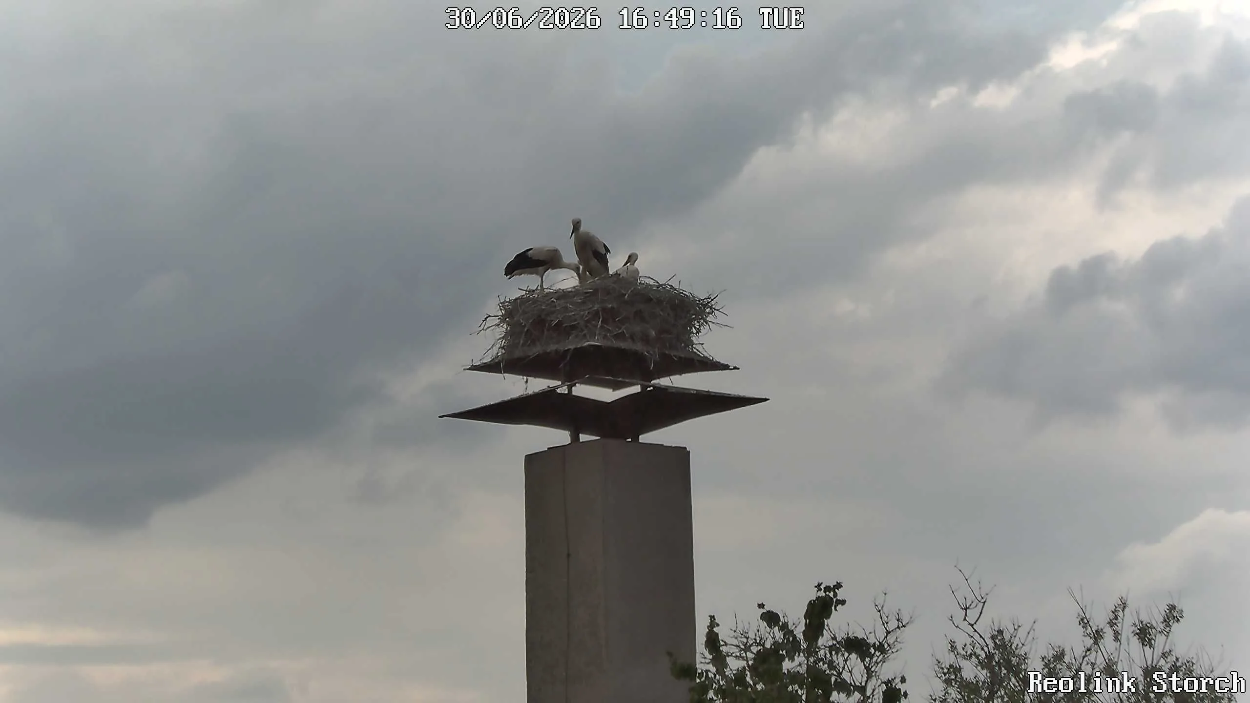 Storchencam Bild