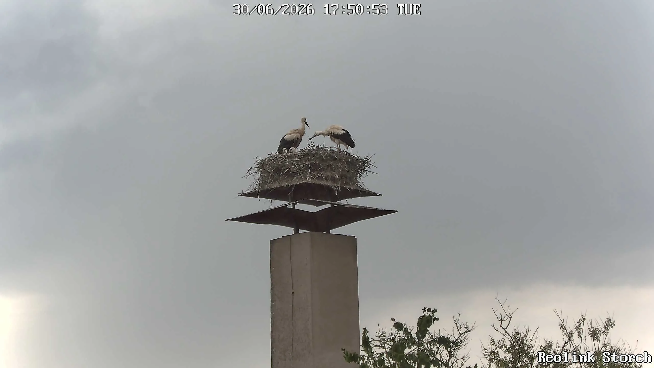 Storchencam Bild
