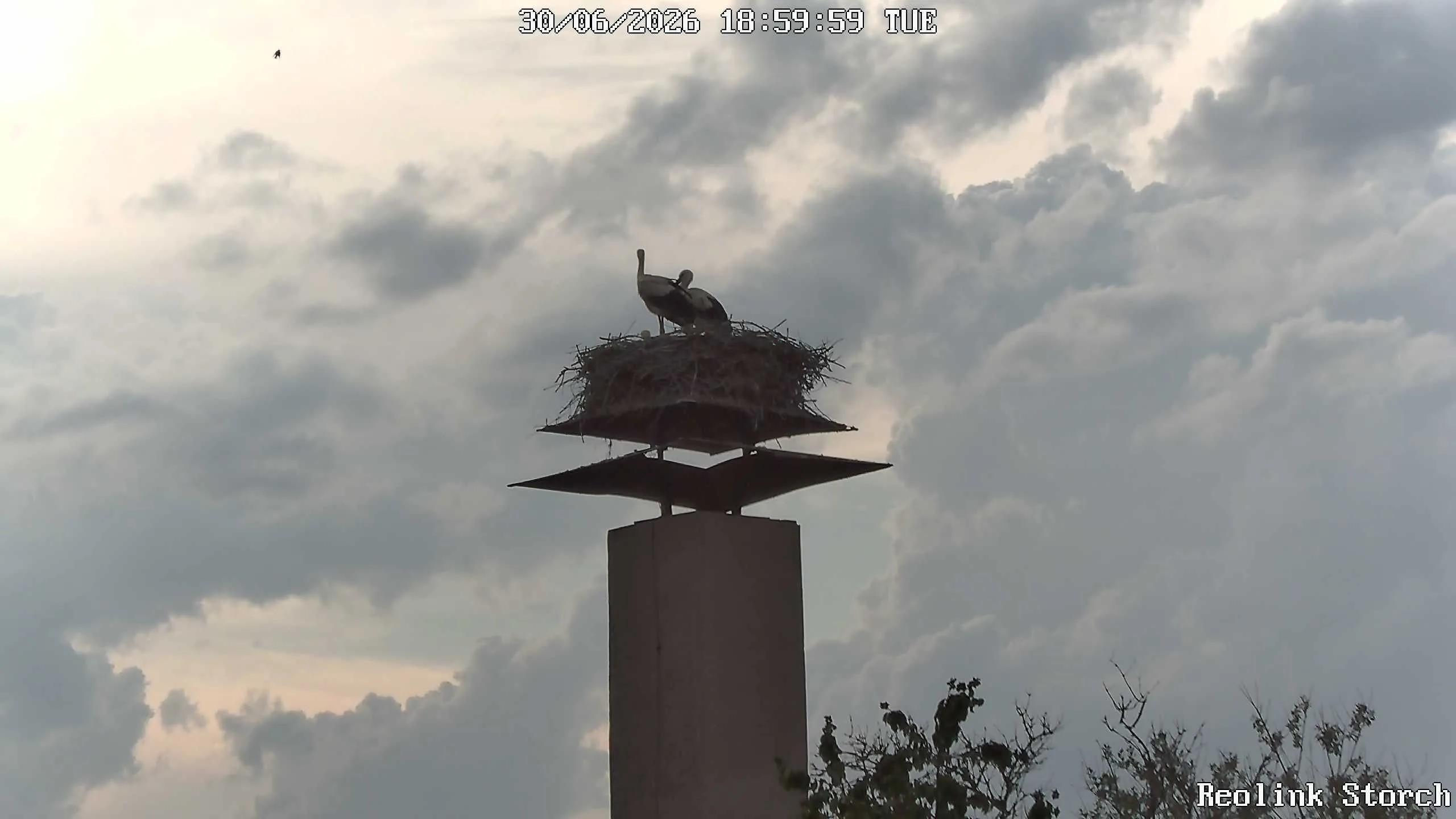 Storchencam Bild