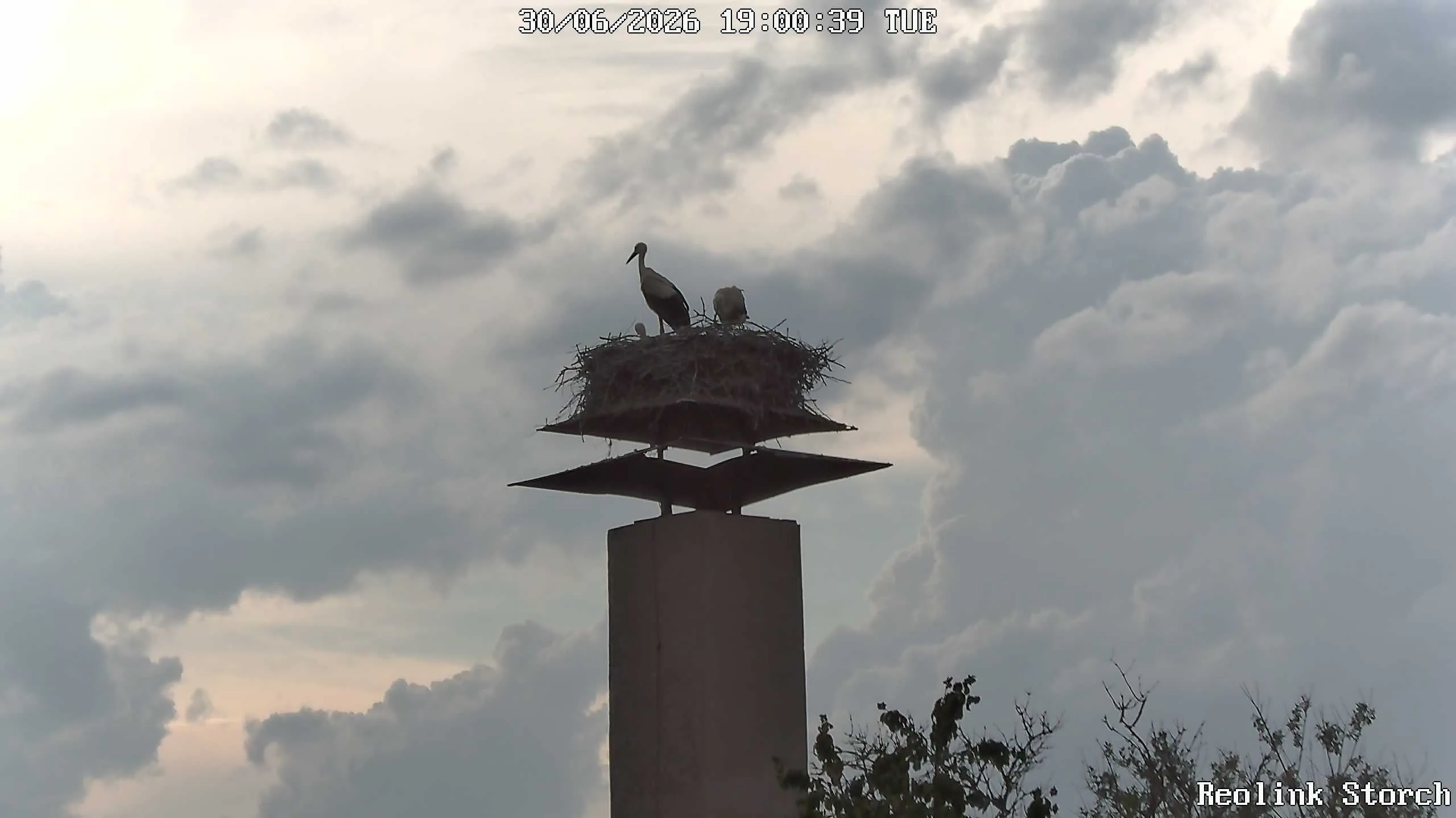 Storchencam Bild