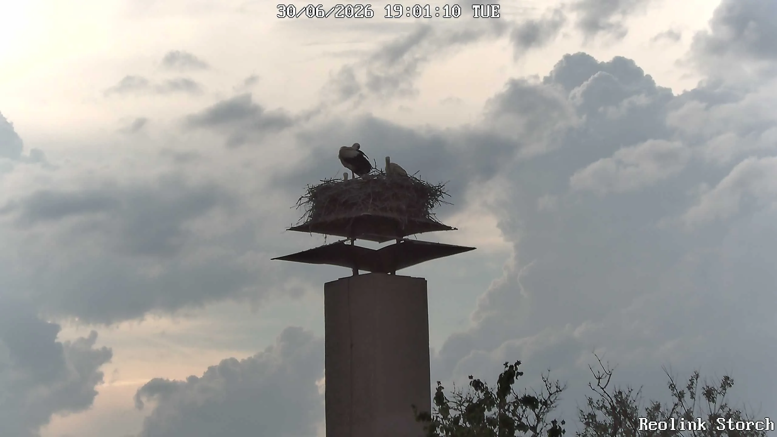 Storchencam Bild