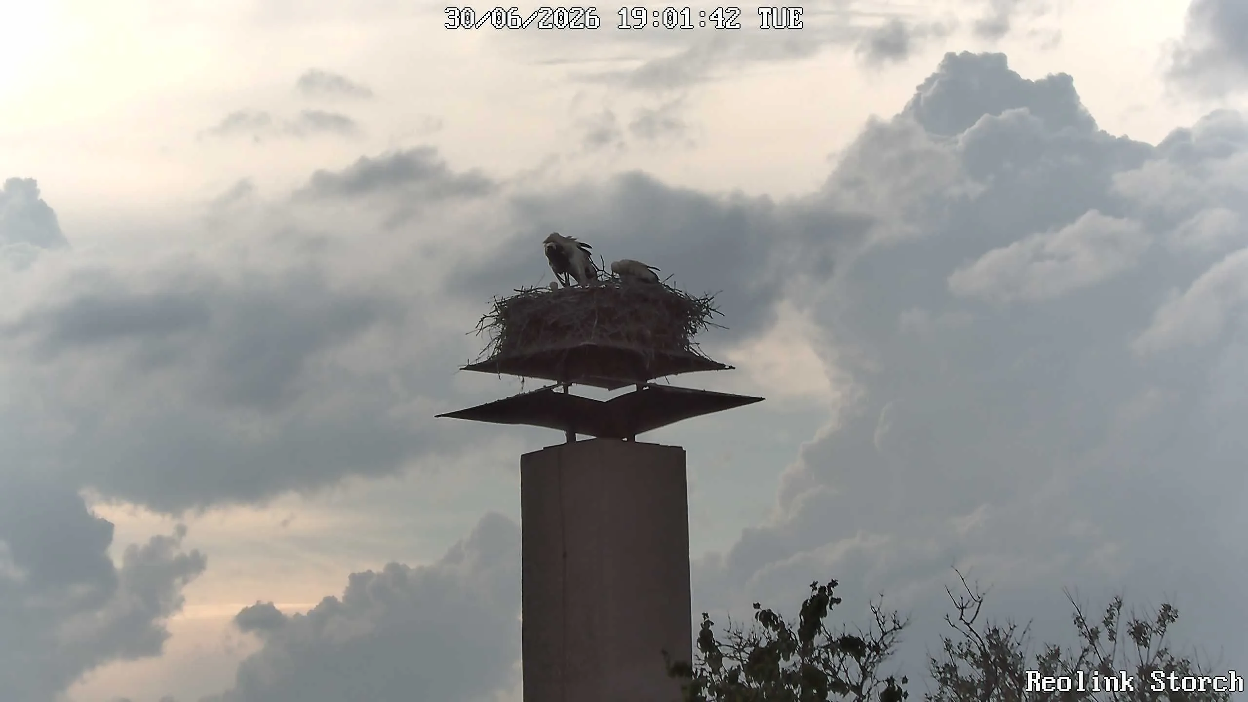 Storchencam Bild