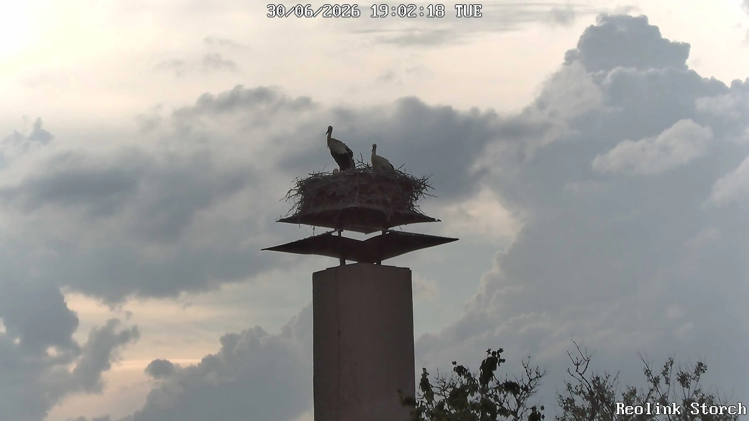 Storchencam Bild