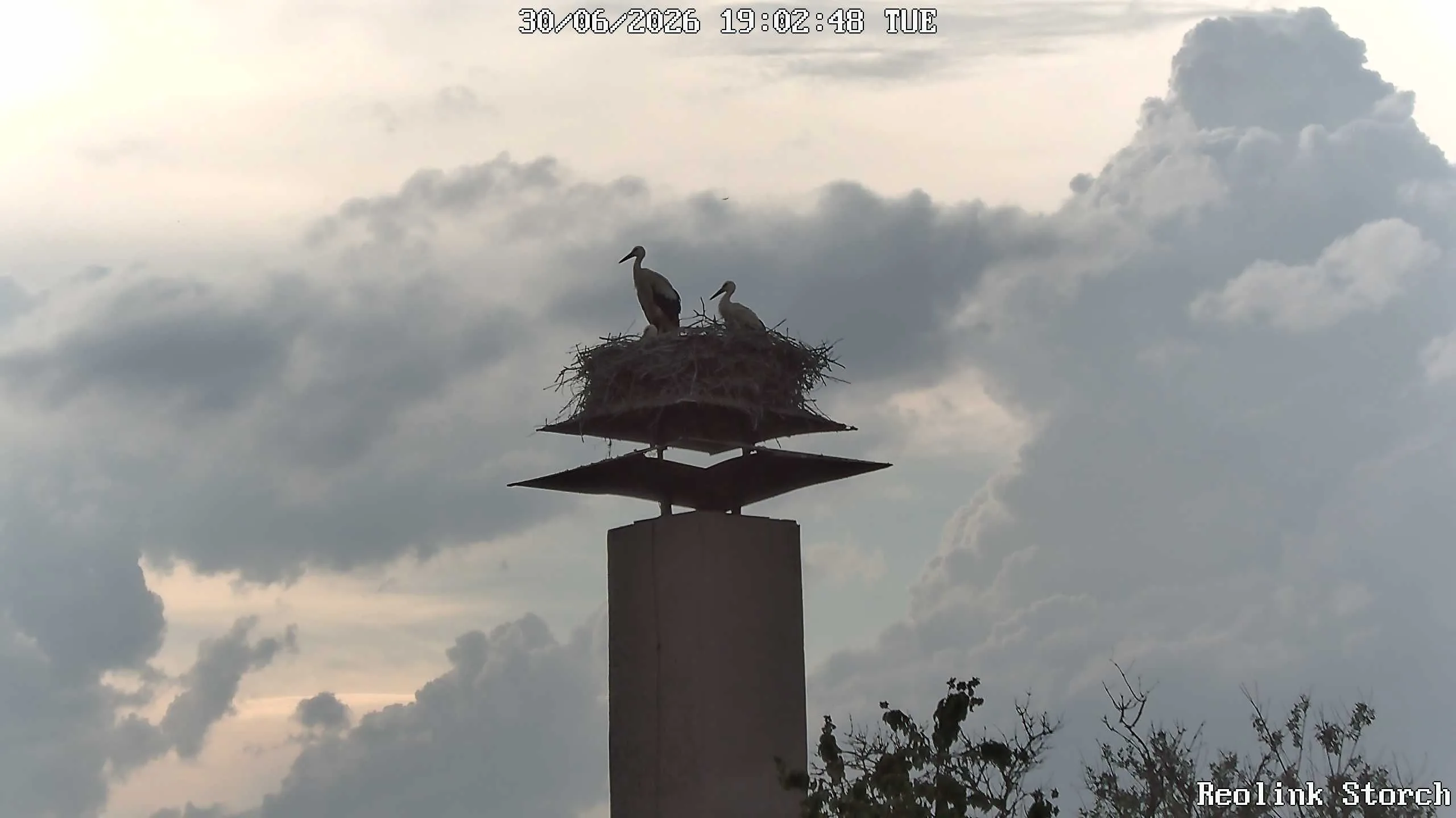 Storchencam Bild