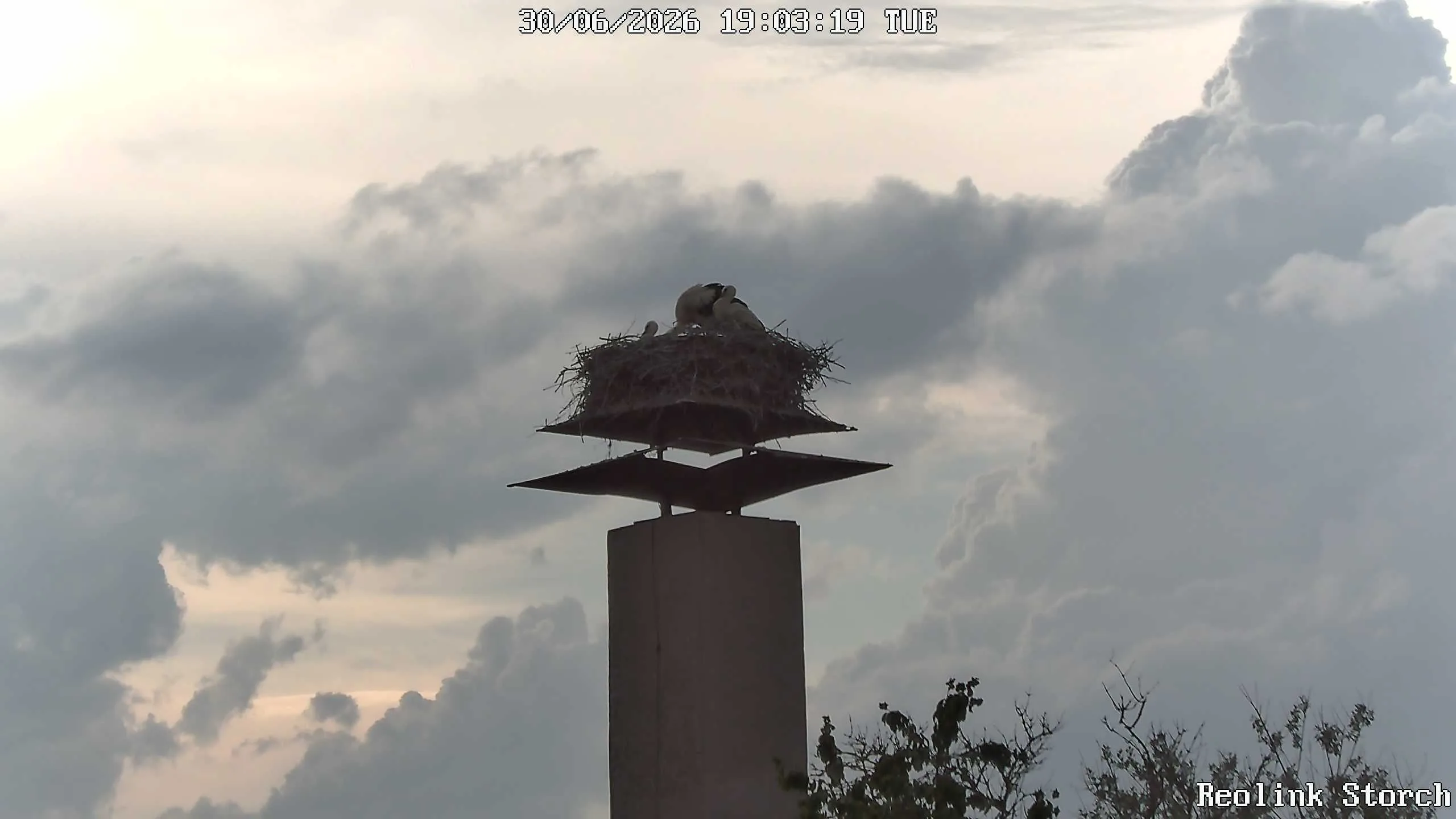 Storchencam Bild