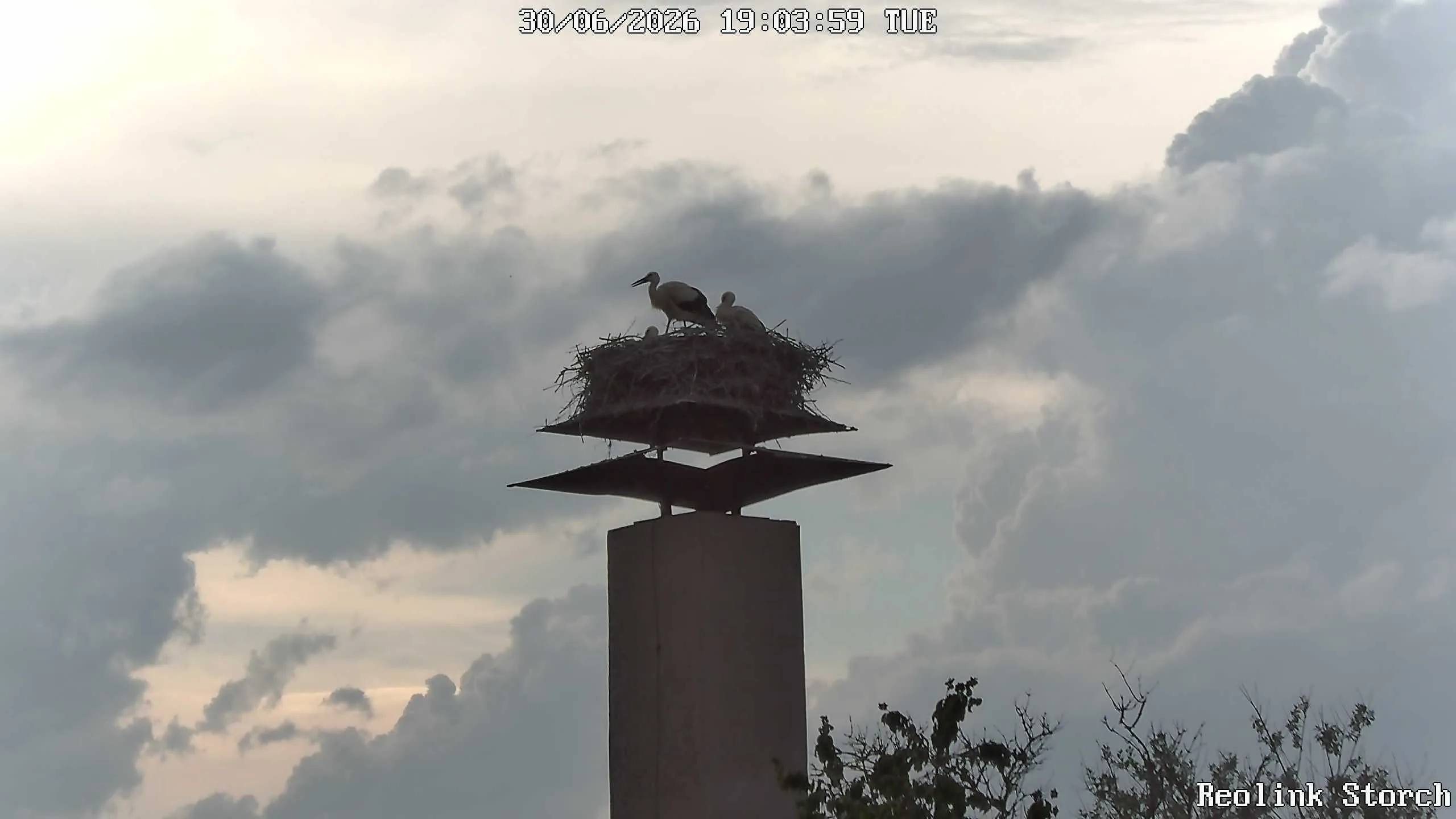 Storchencam Bild