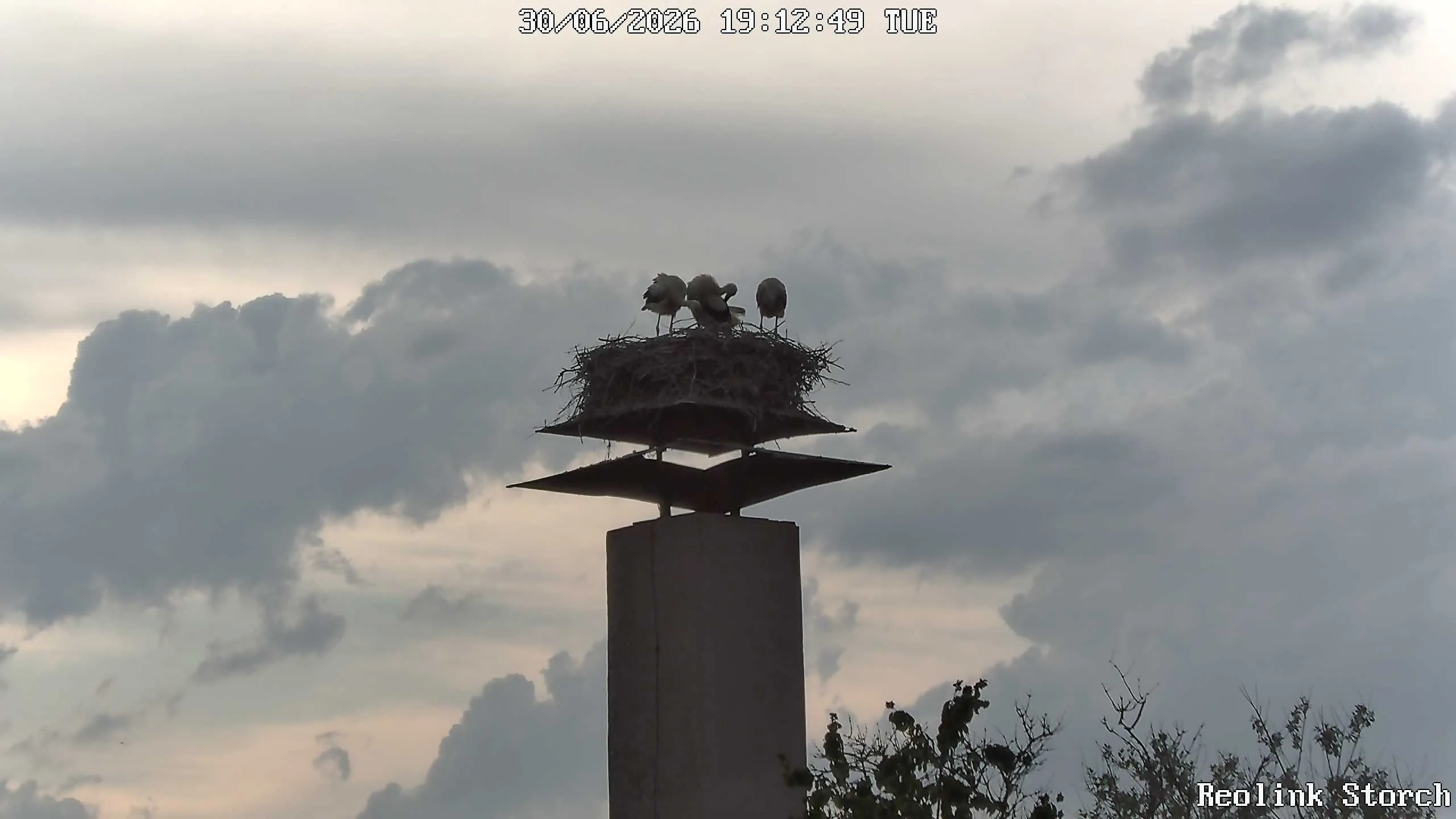 Storchencam Bild