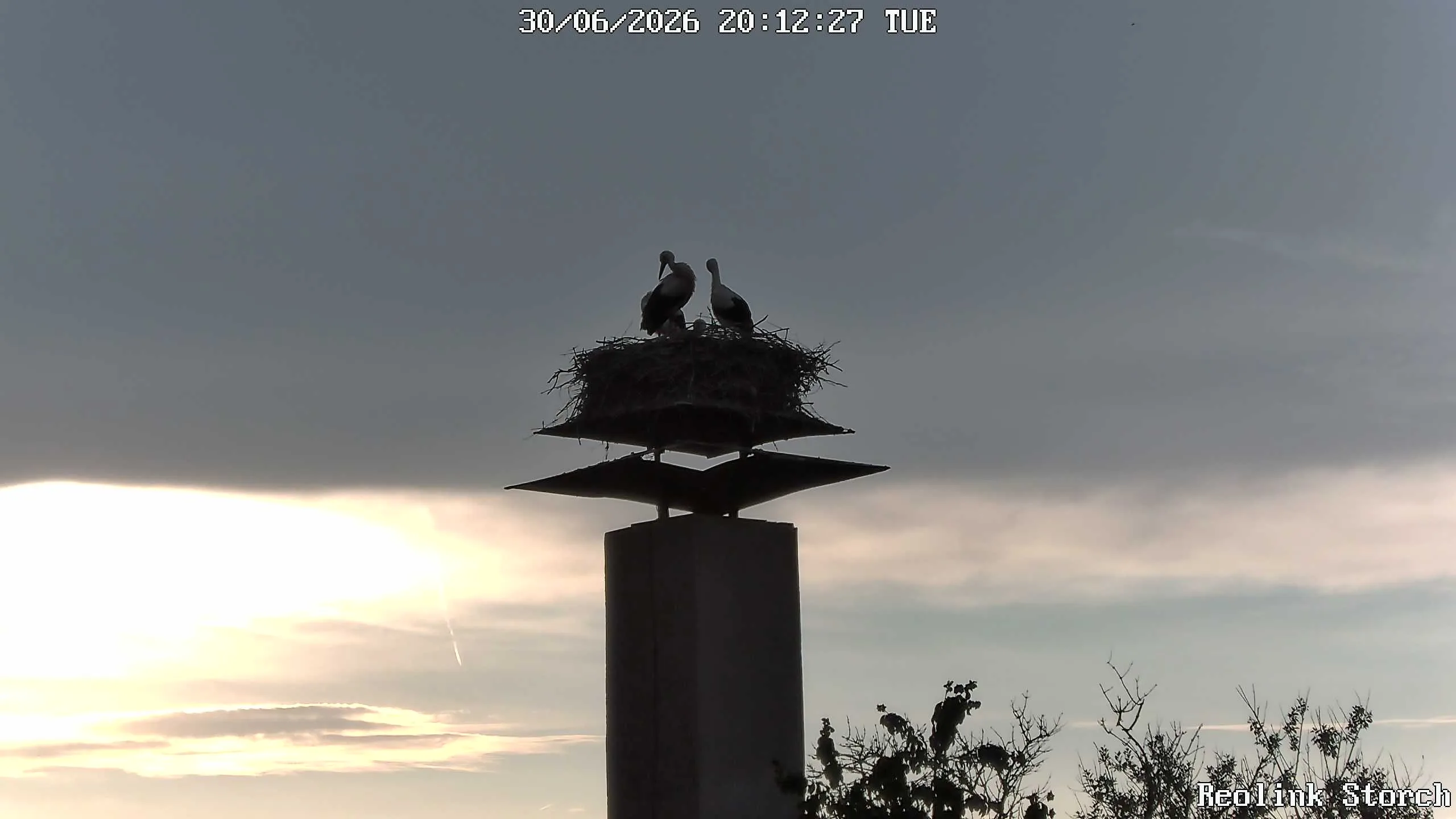 Storchencam Bild
