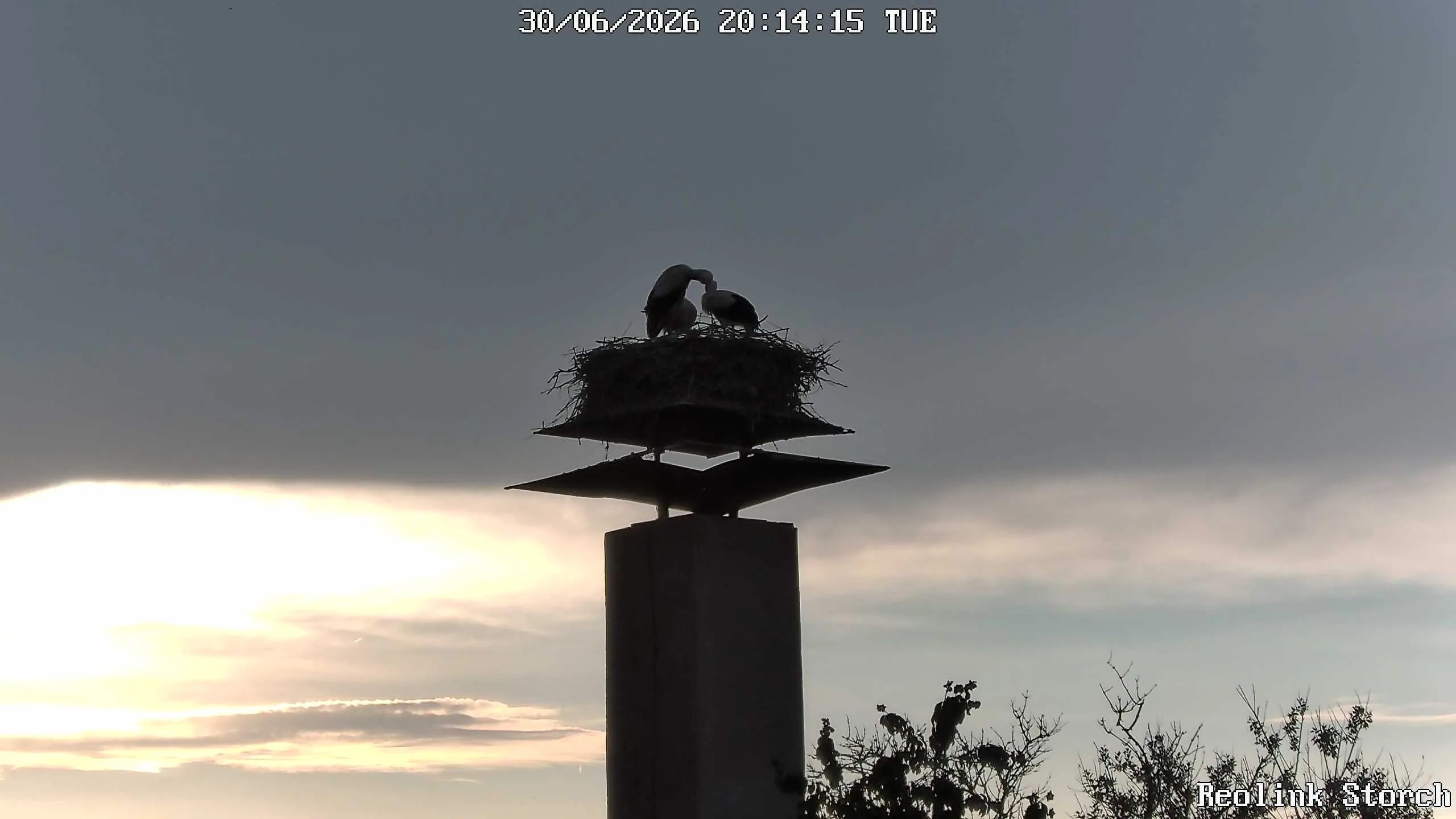 Storchencam Bild