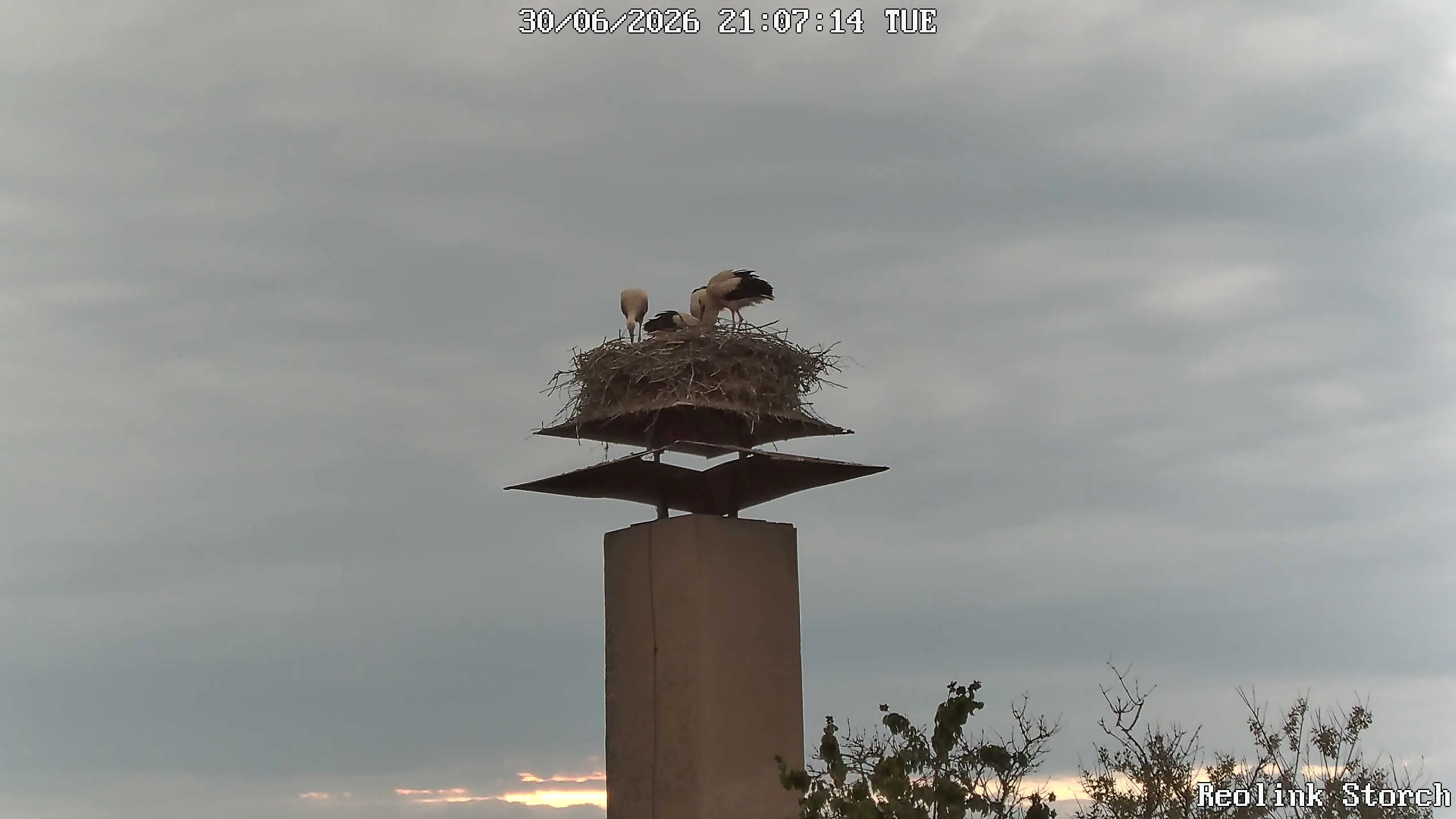 Storchencam Bild