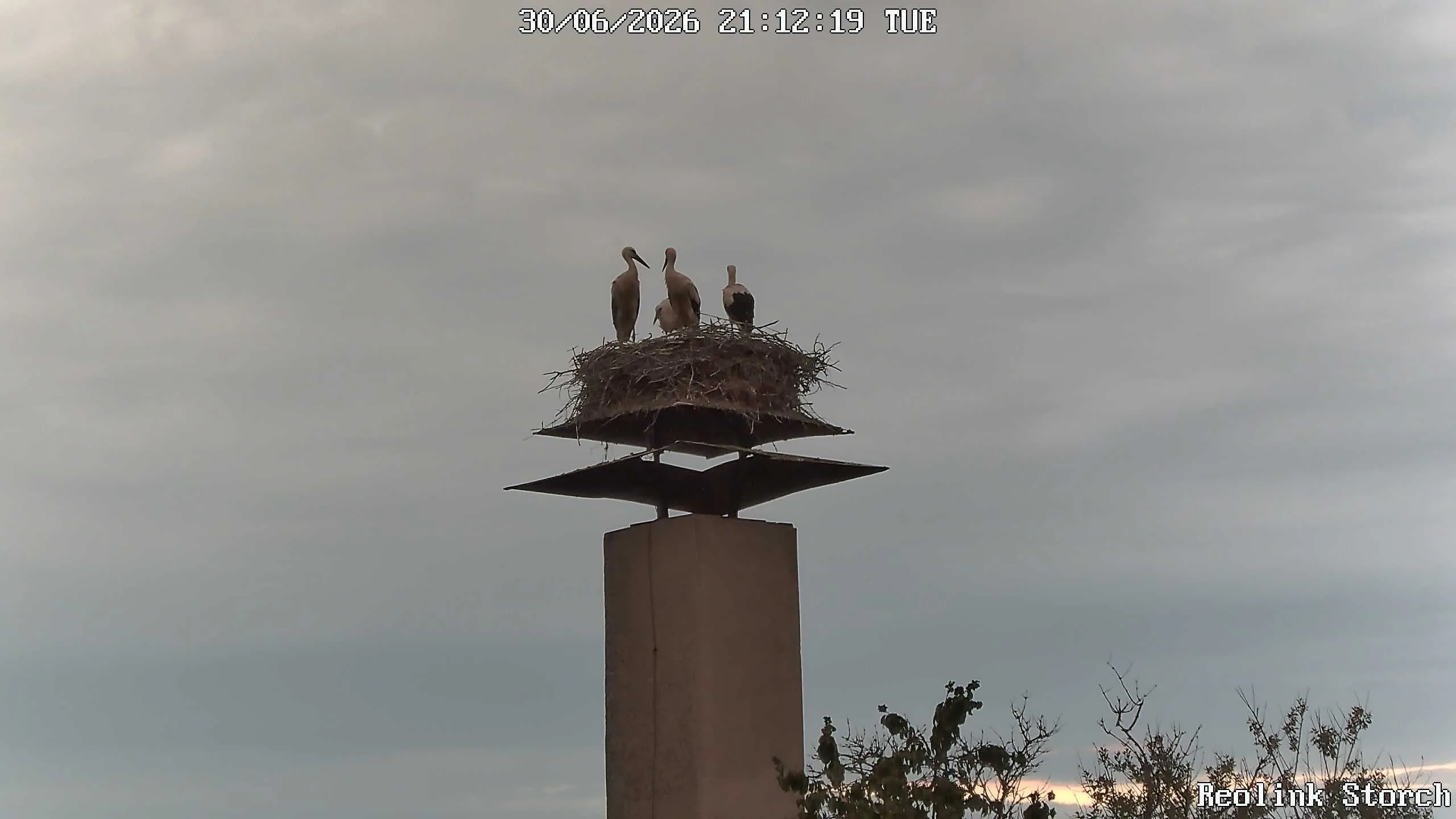 Storchencam Bild