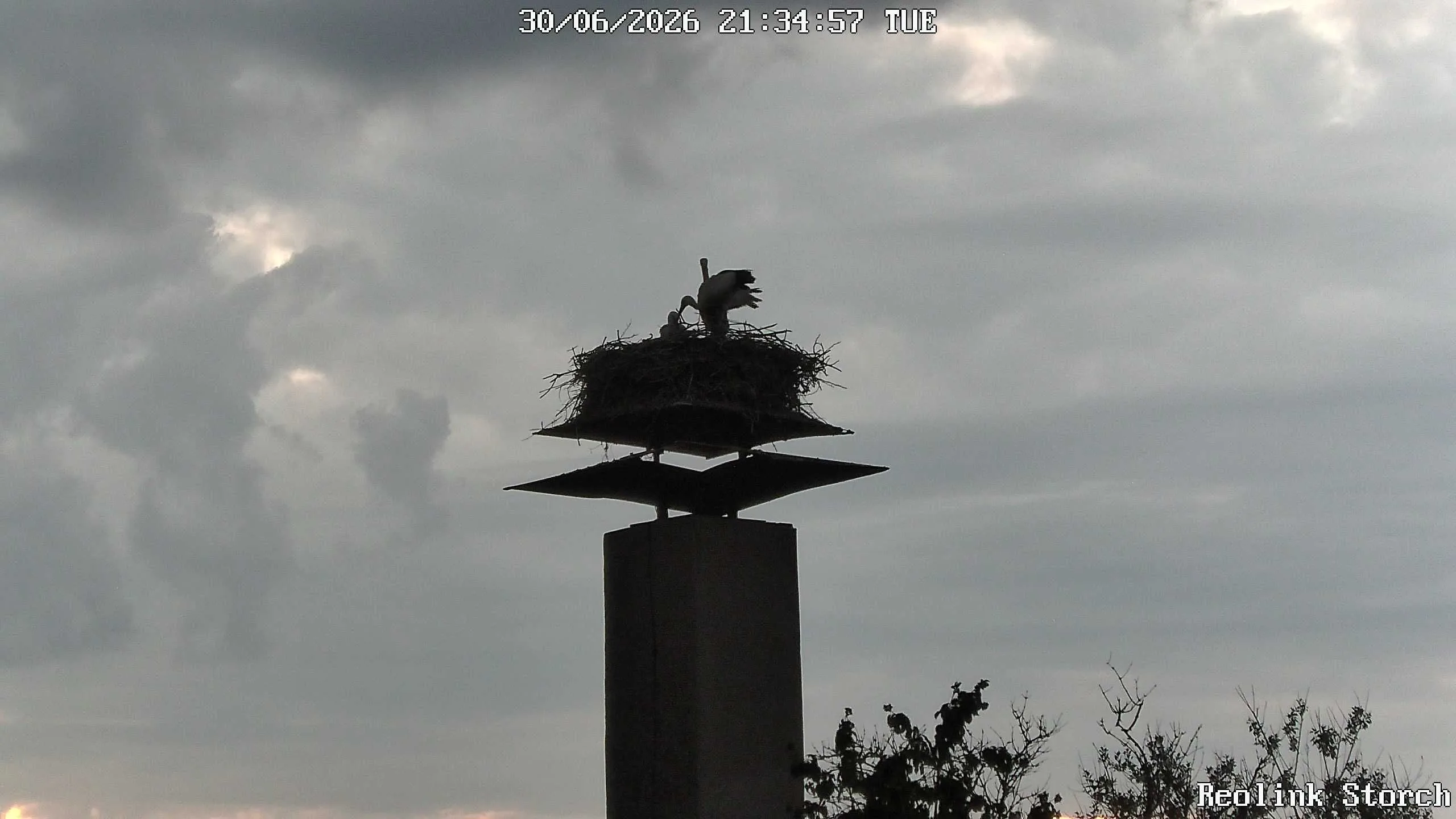 Storchencam Bild