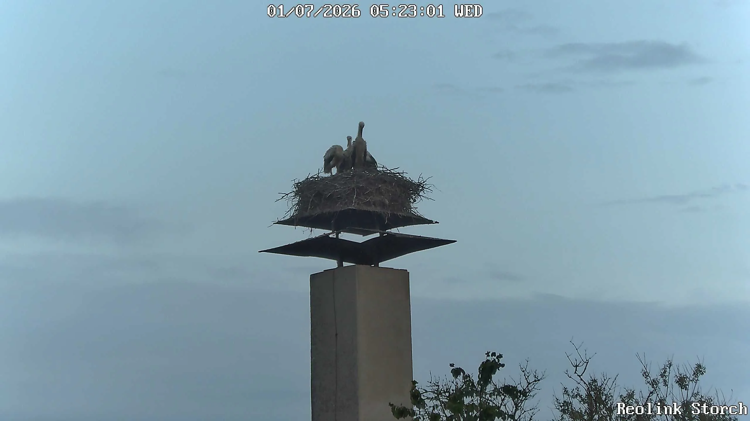 Storchencam Bild