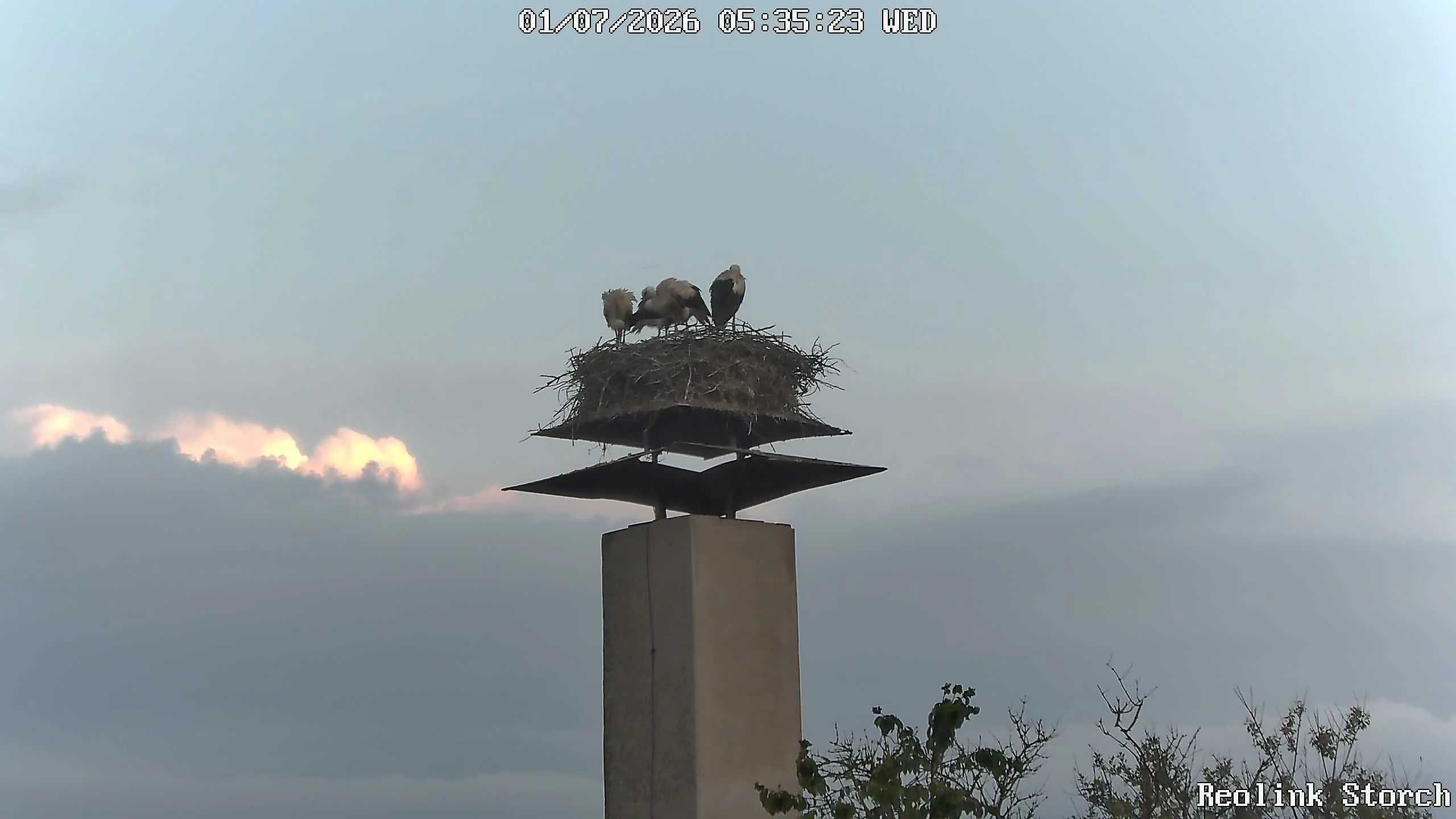 Storchencam Bild