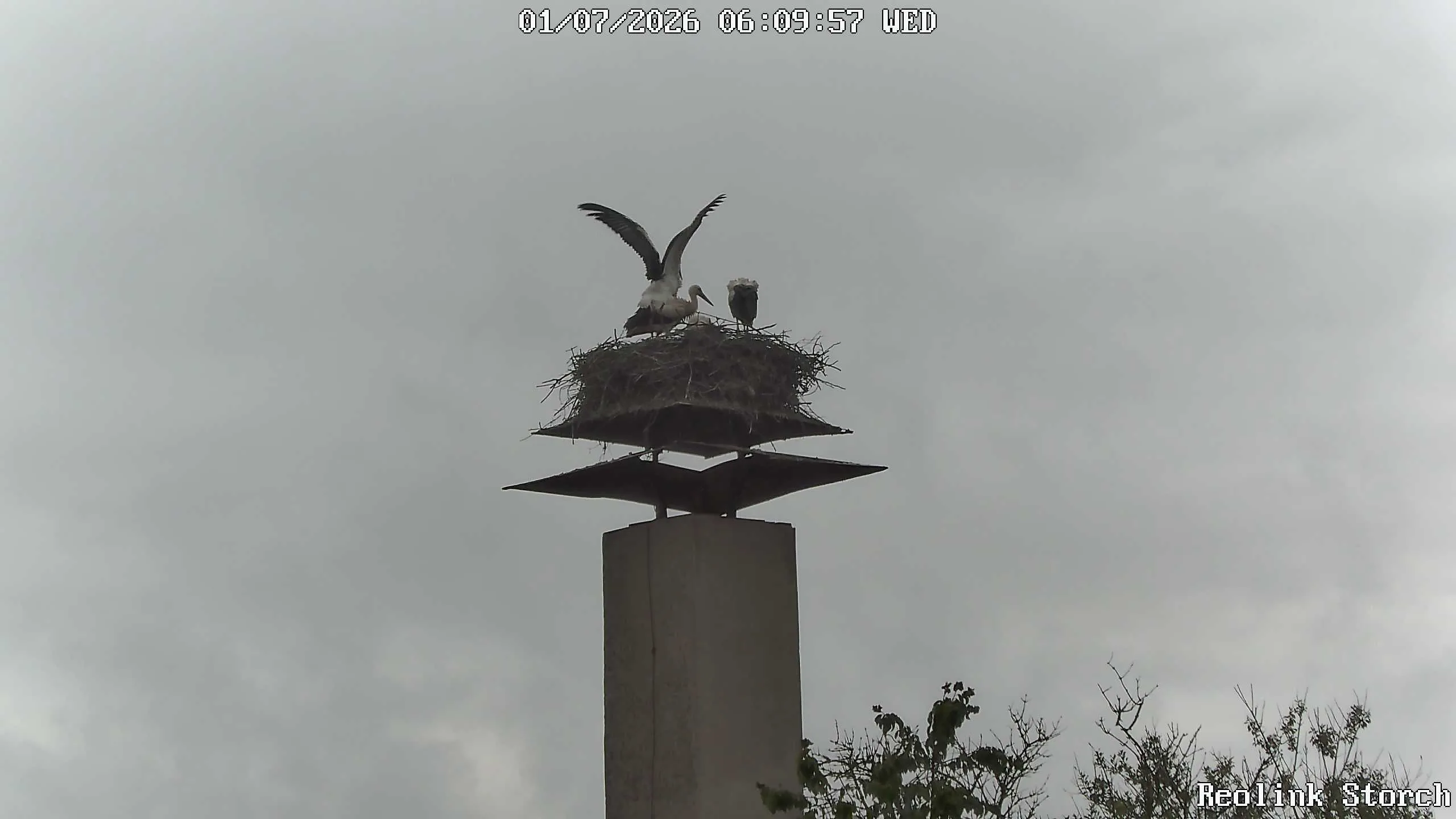 Storchencam Bild