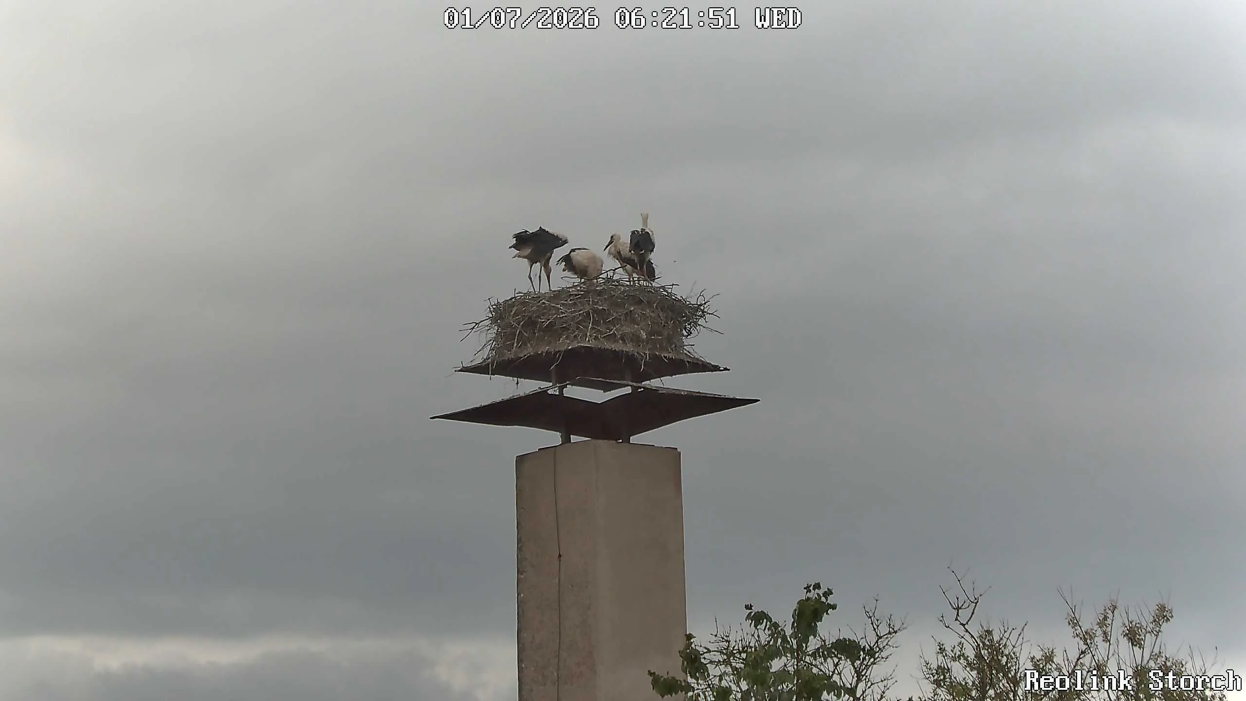 Storchencam Bild