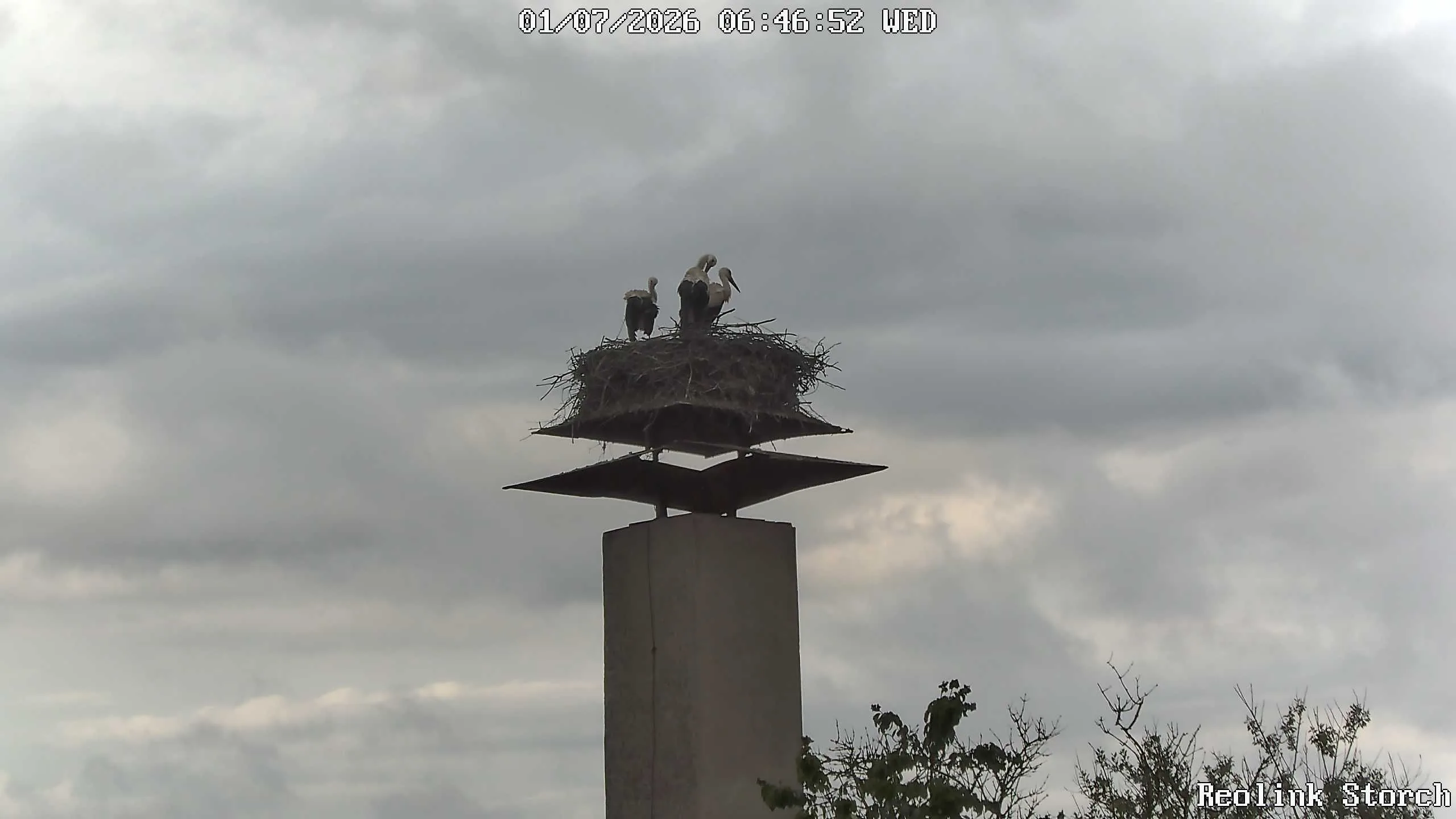 Storchencam Bild