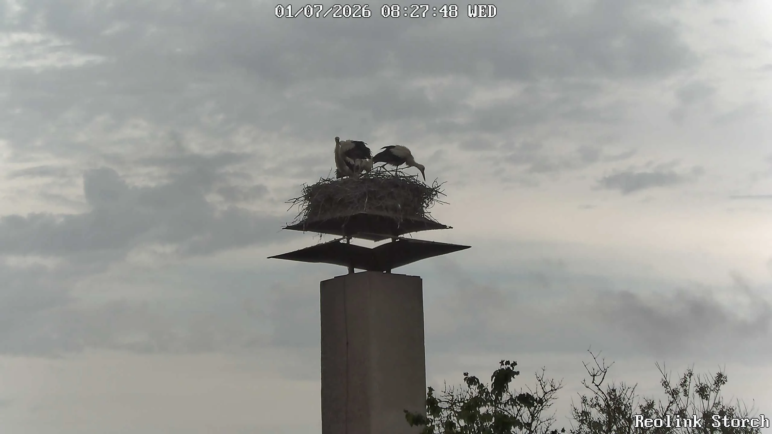 Storchencam Bild