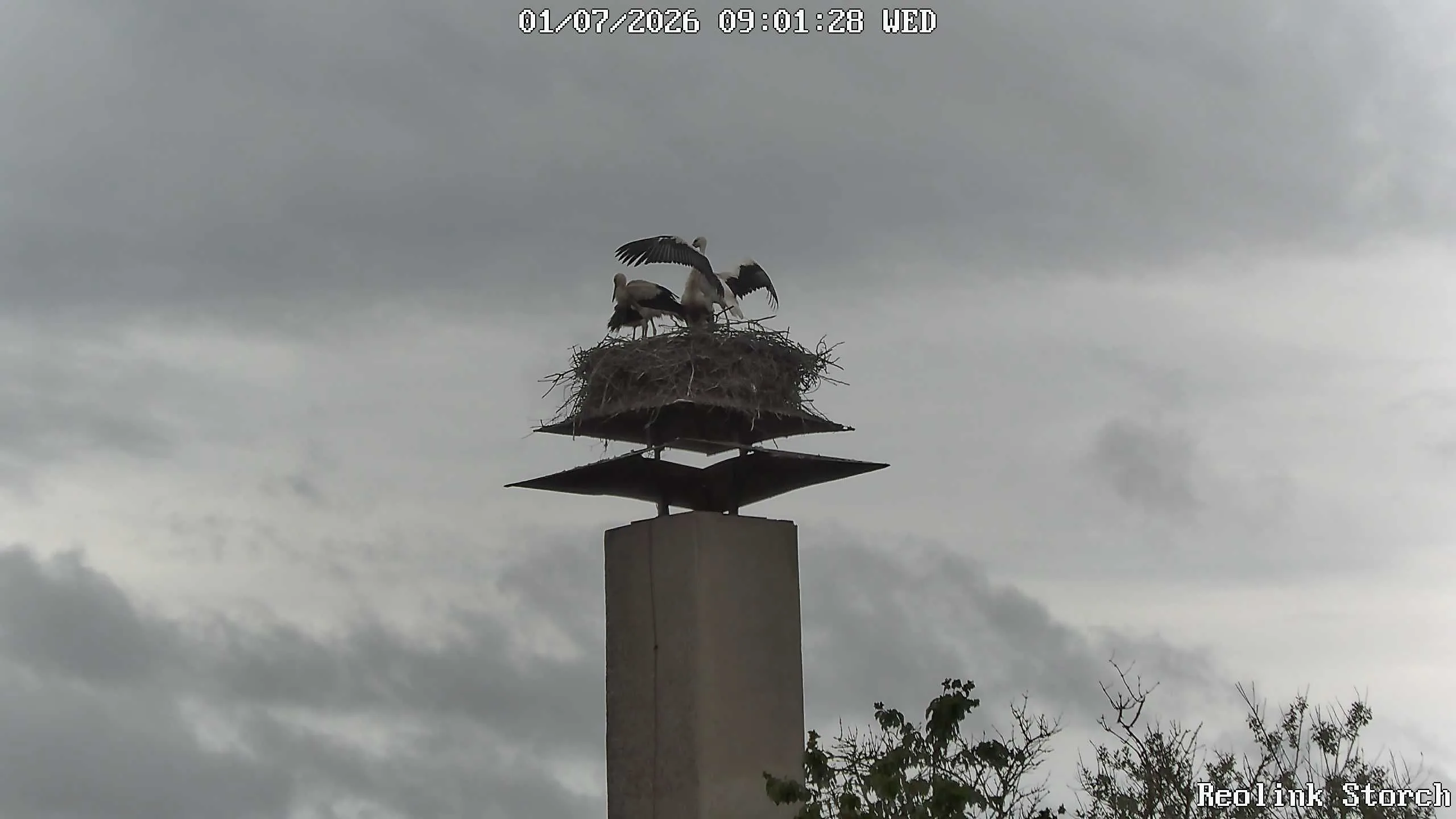 Storchencam Bild