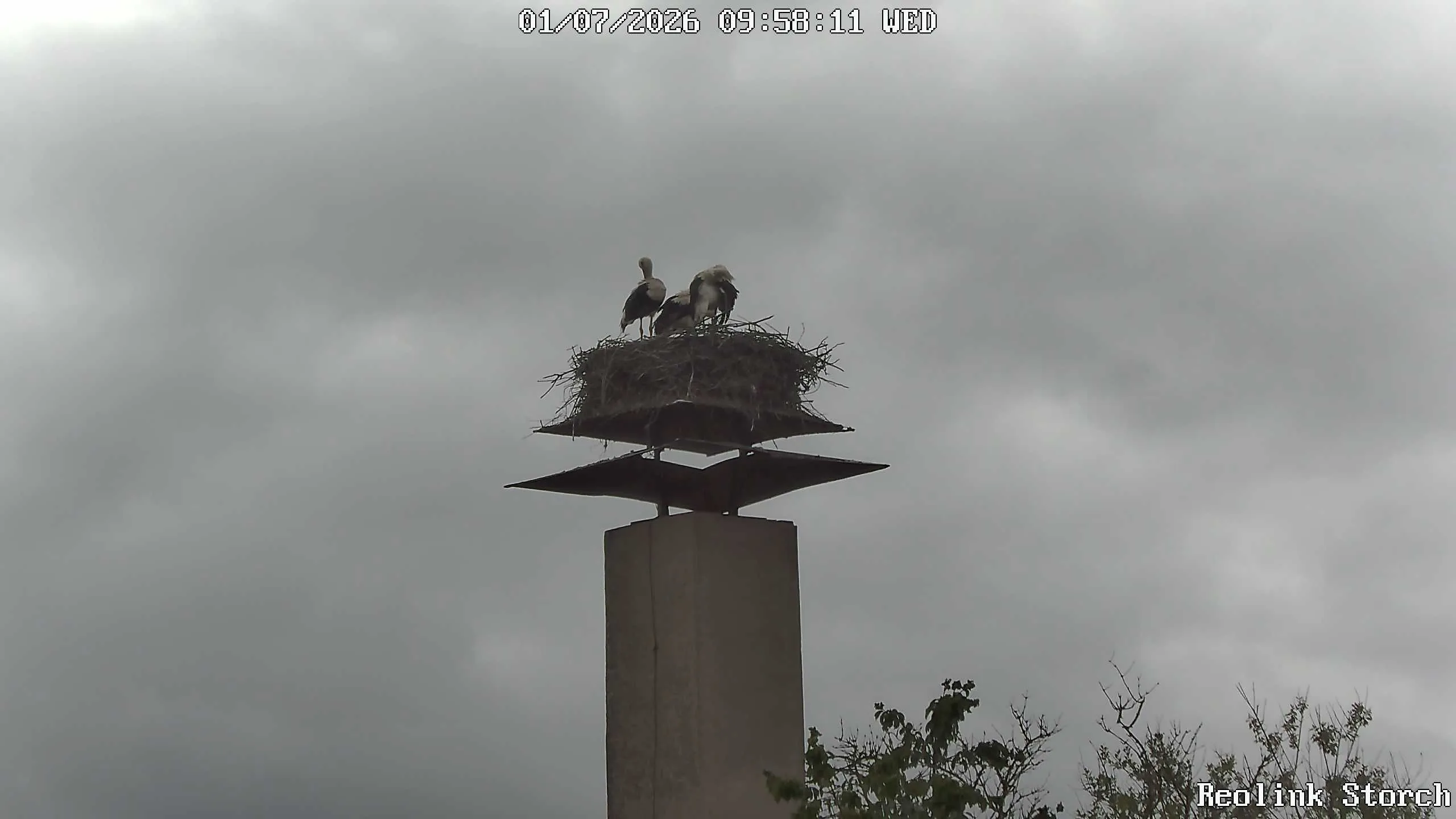 Storchencam Bild
