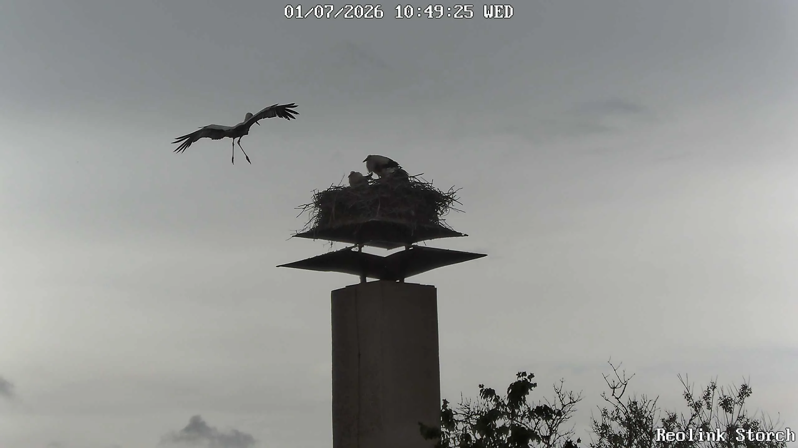 Storchencam Bild