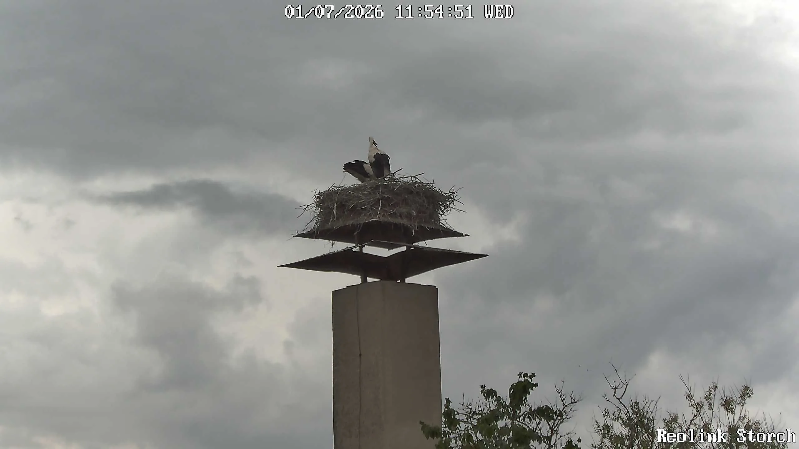 Storchencam Bild
