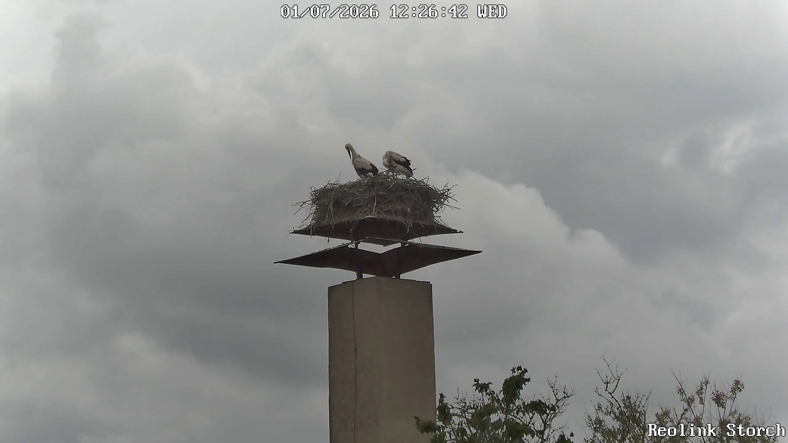 Storchencam Bild