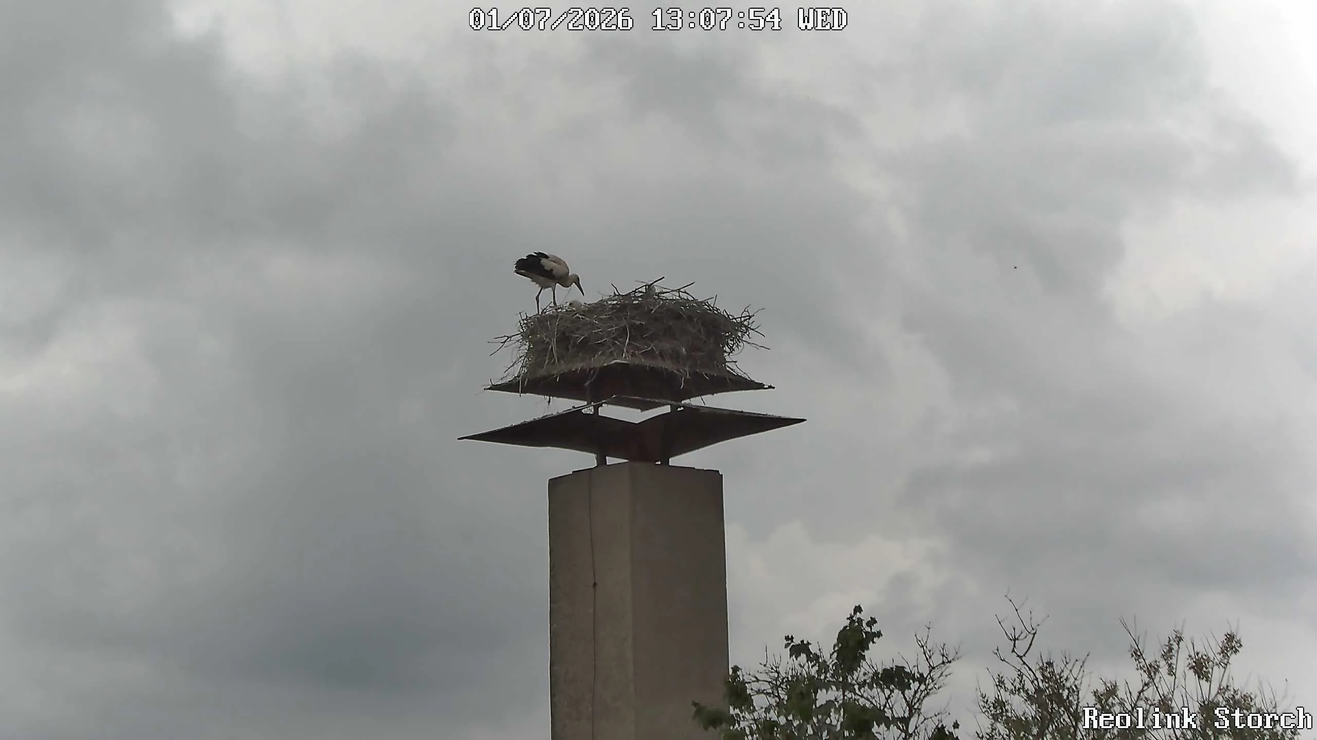 Storchencam Bild