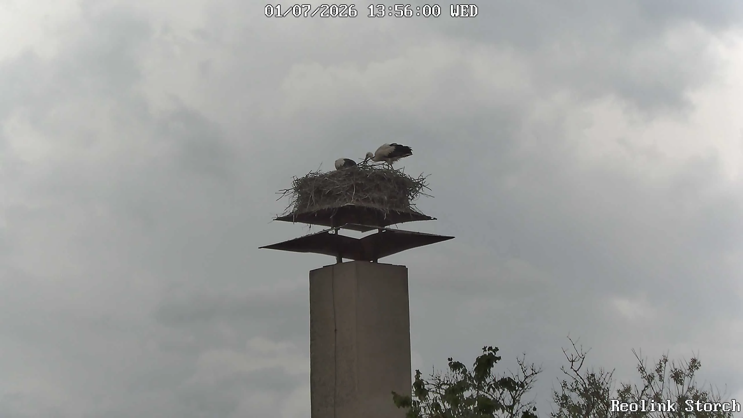 Storchencam Bild