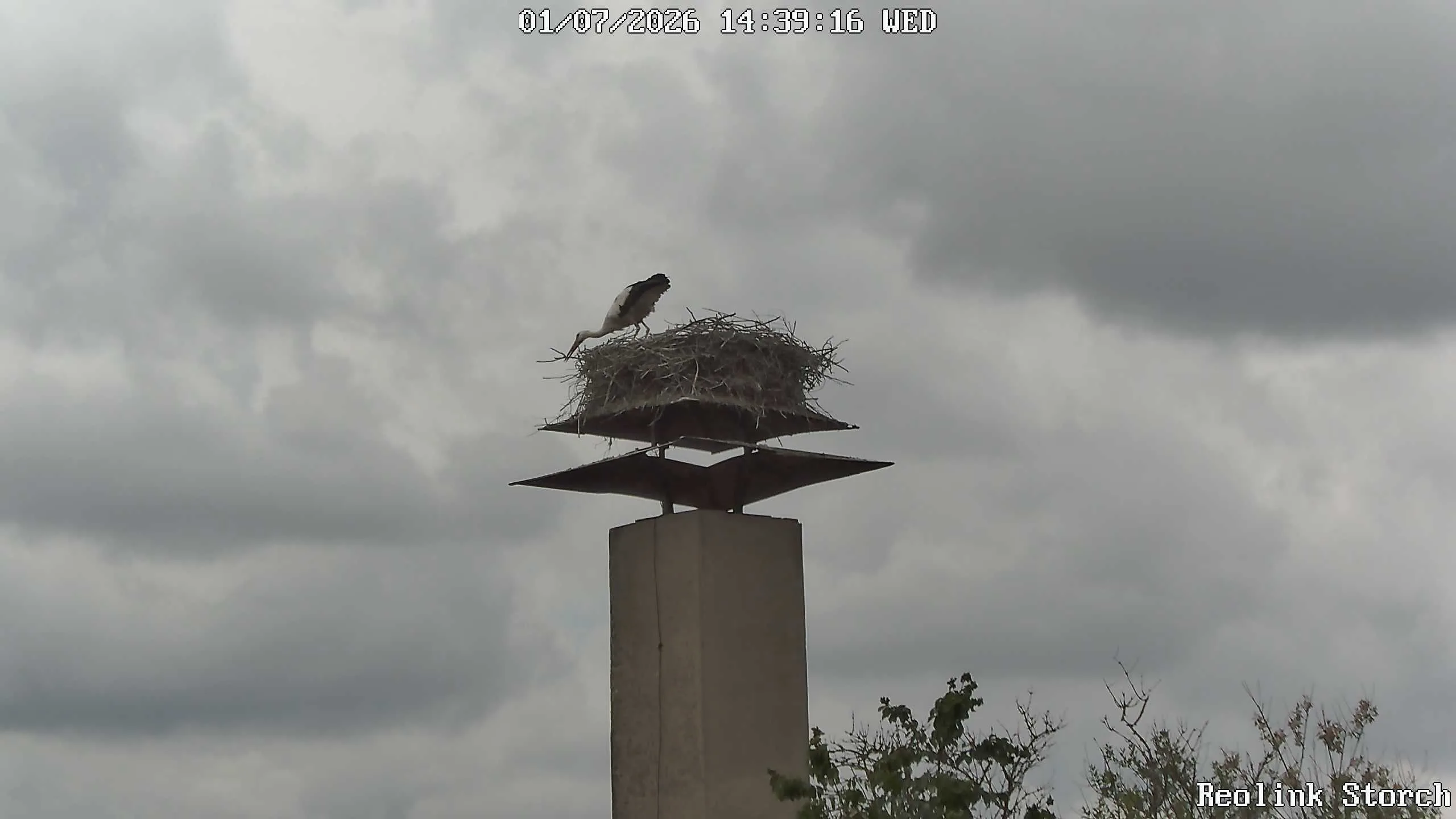 Storchencam Bild