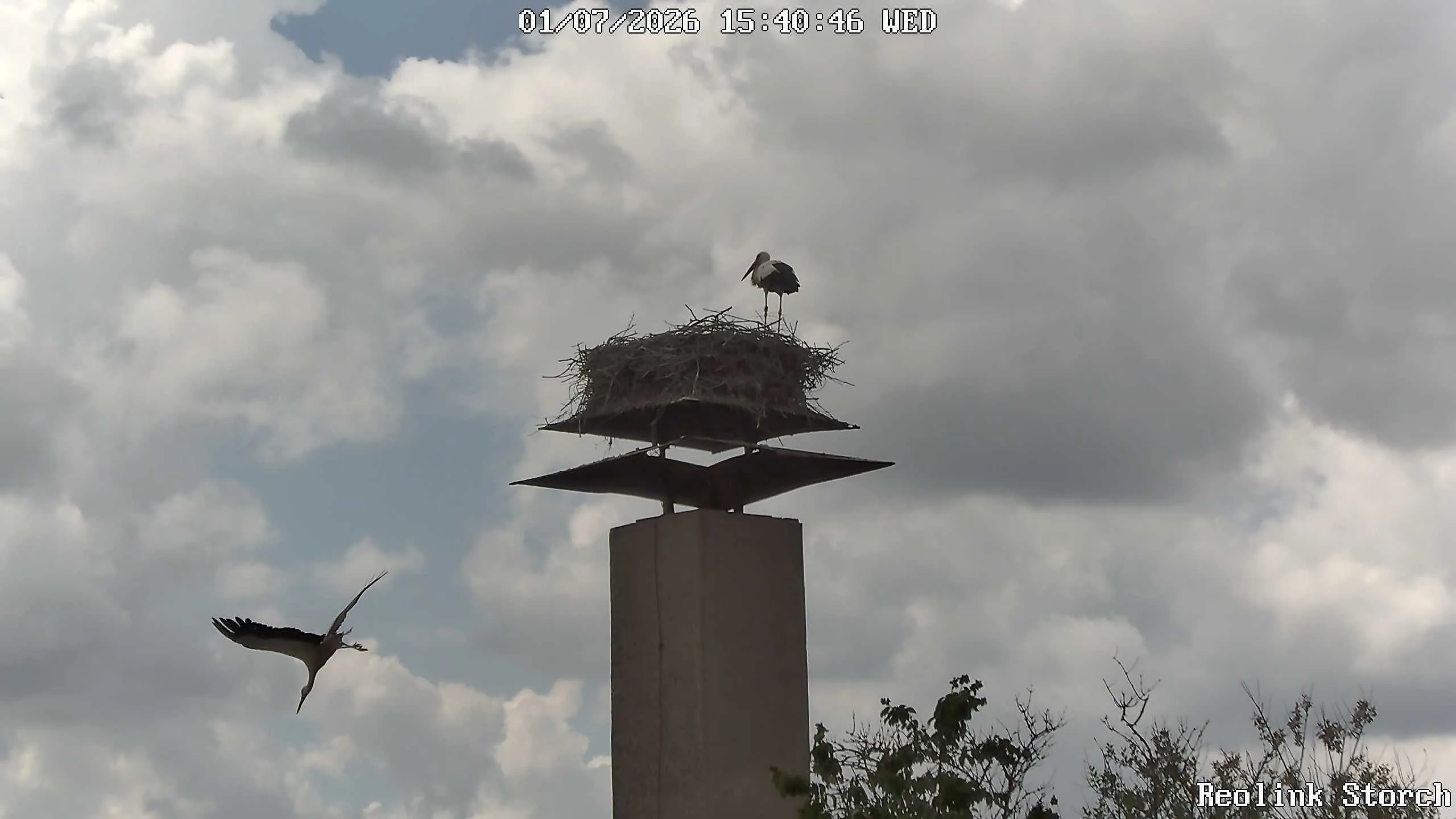 Storchencam Bild