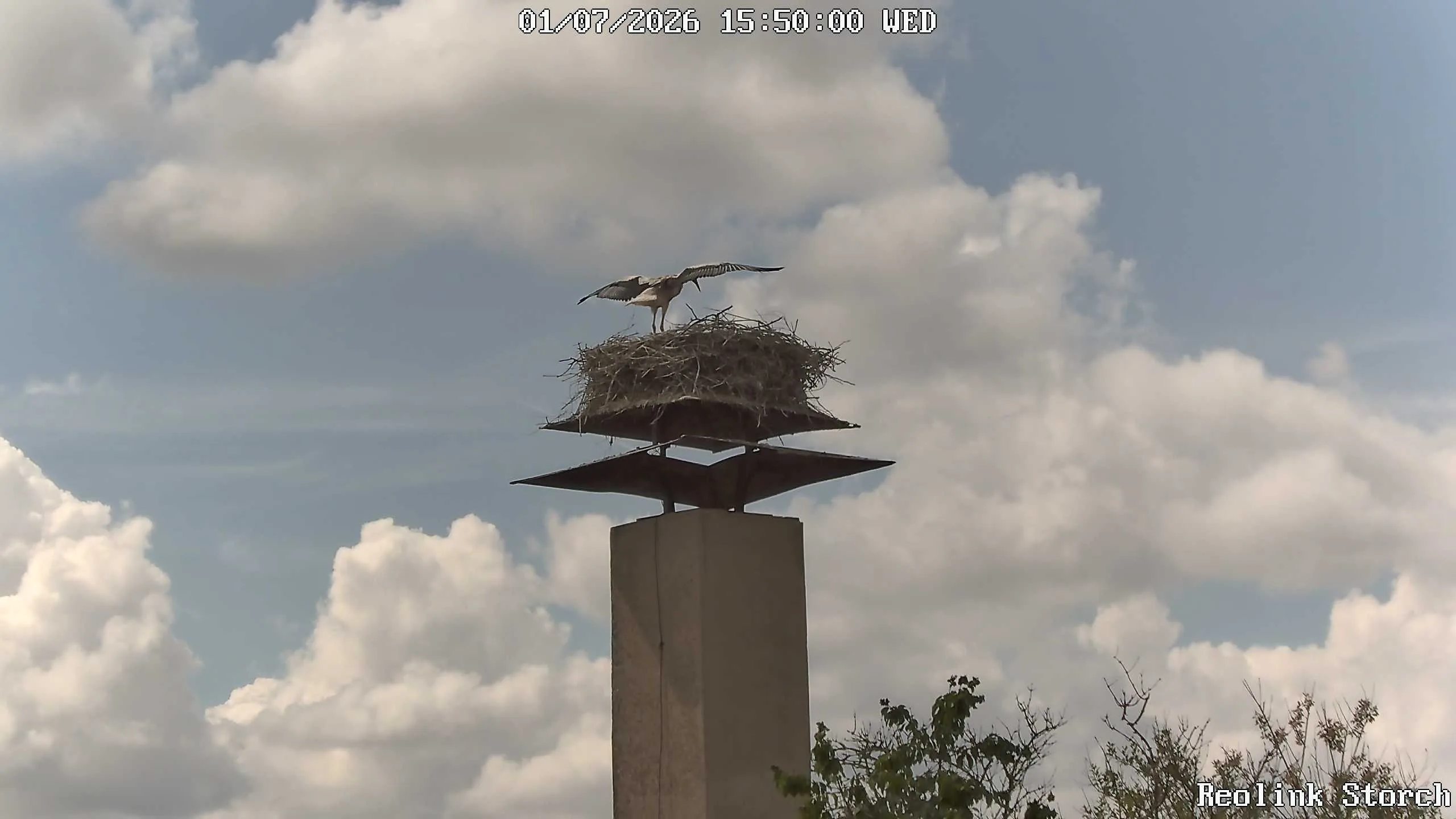 Storchencam Bild