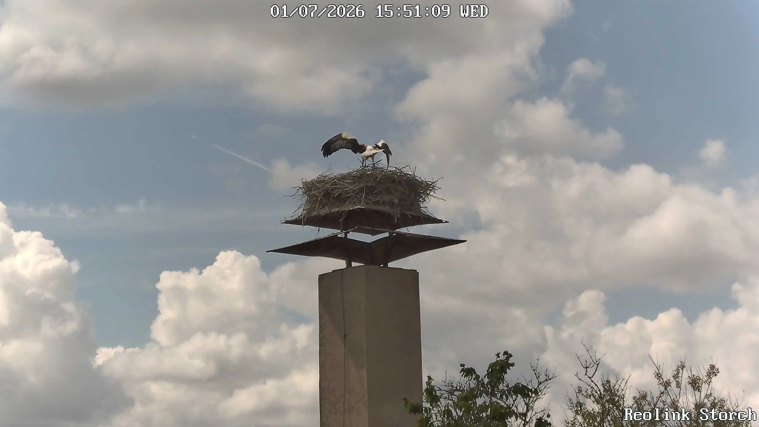 Storchencam Bild