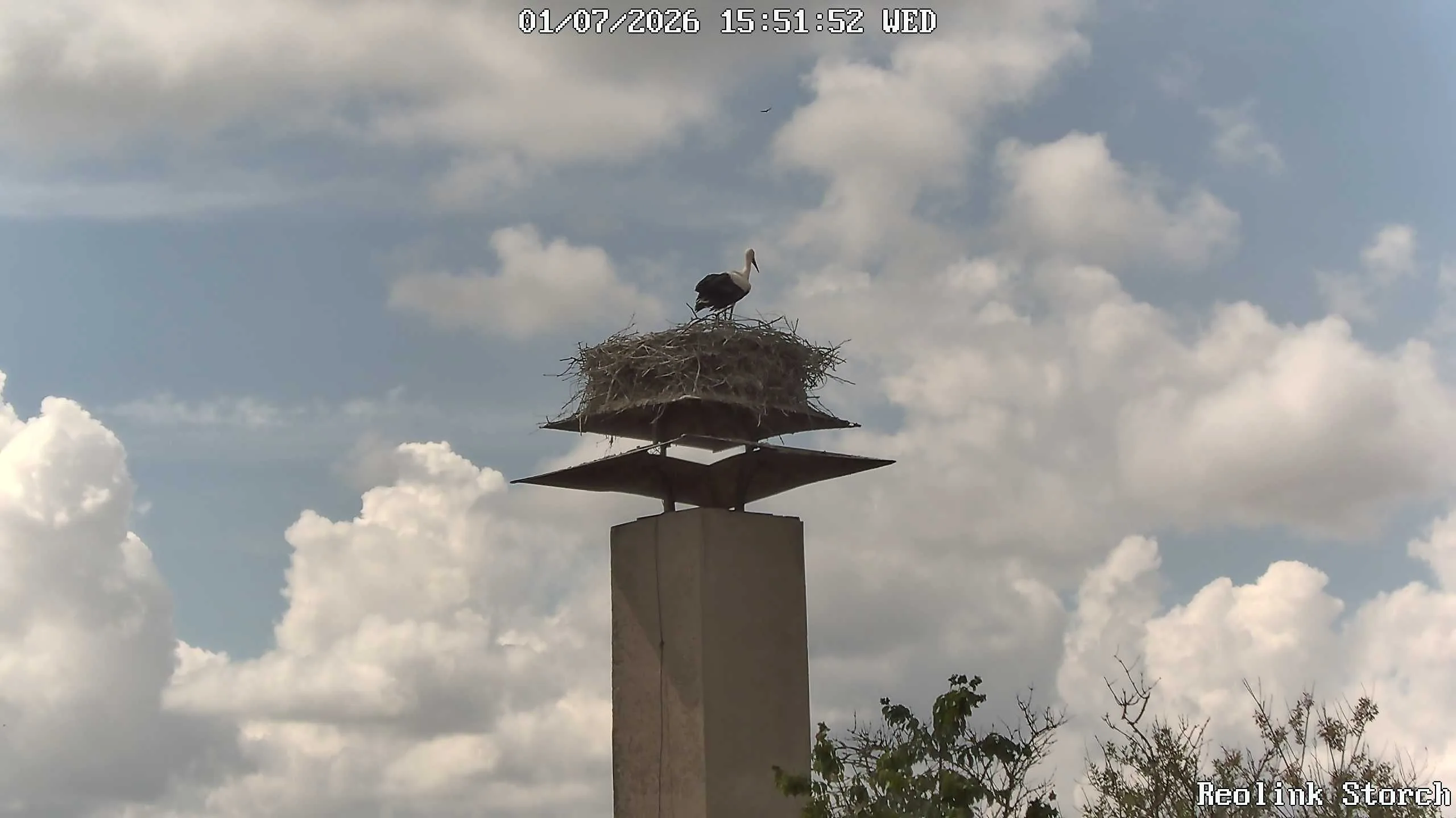Storchencam Bild