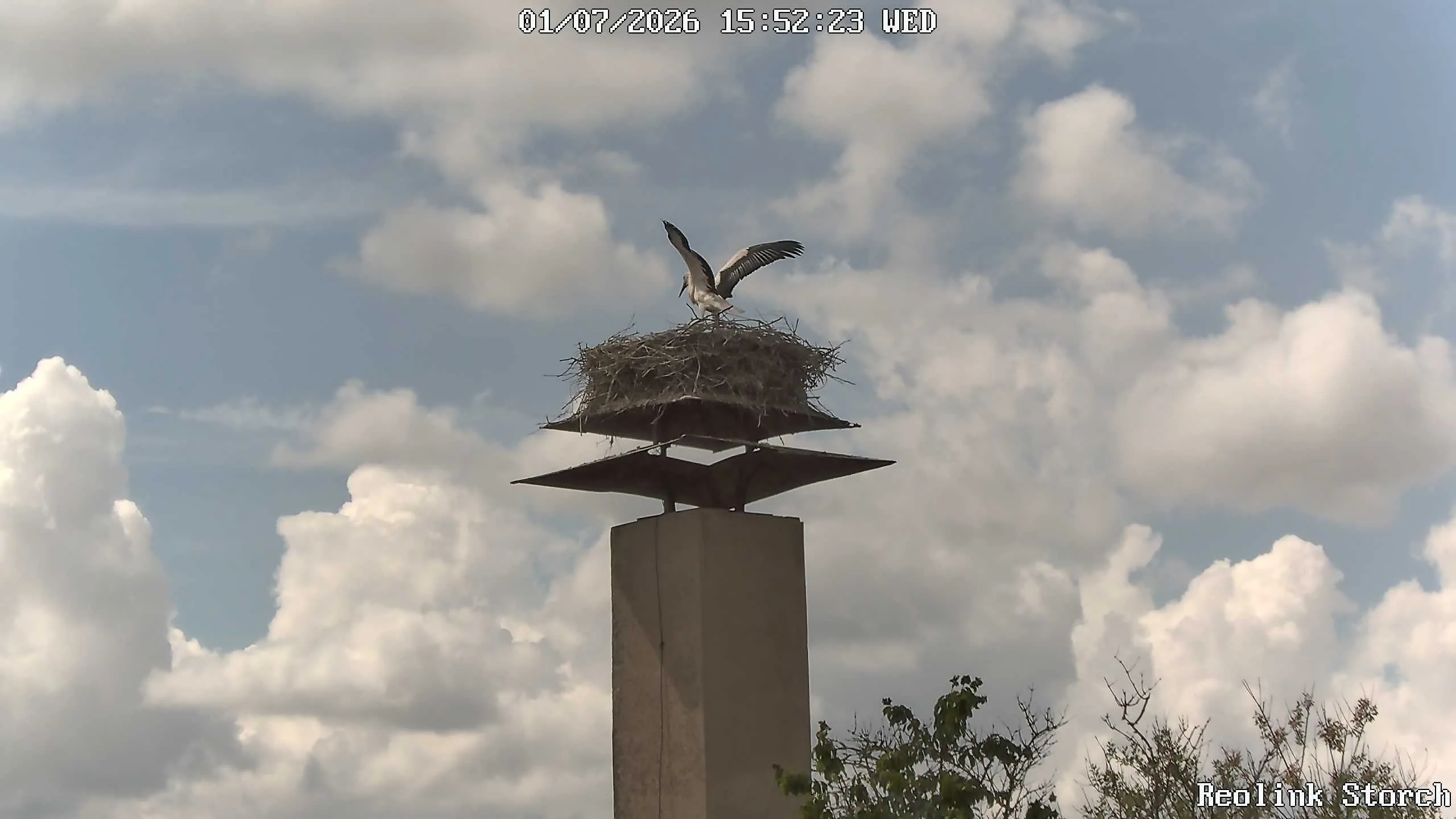 Storchencam Bild