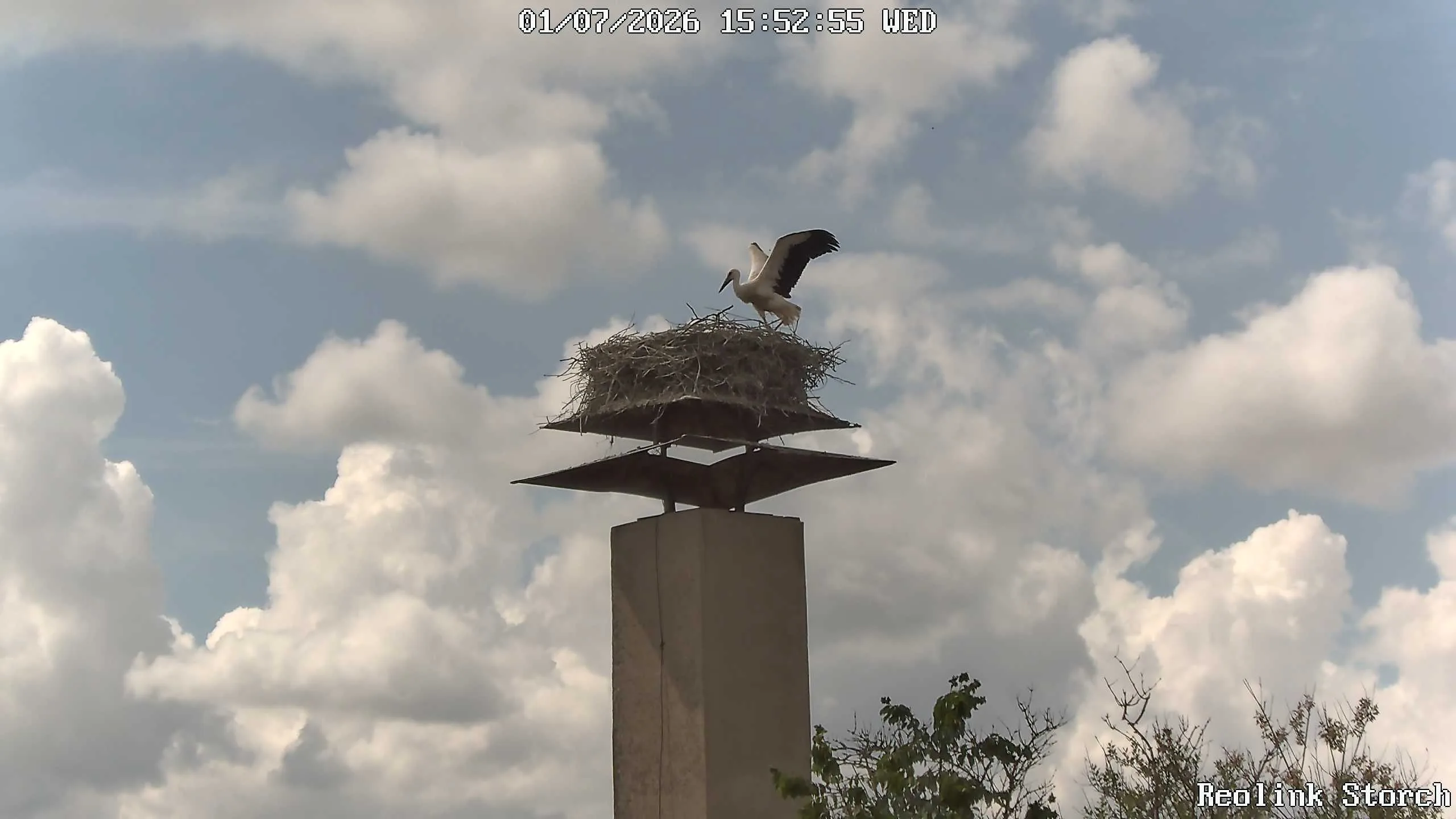 Storchencam Bild