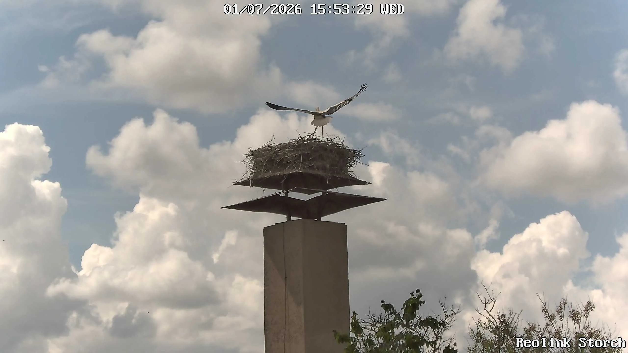 Storchencam Bild