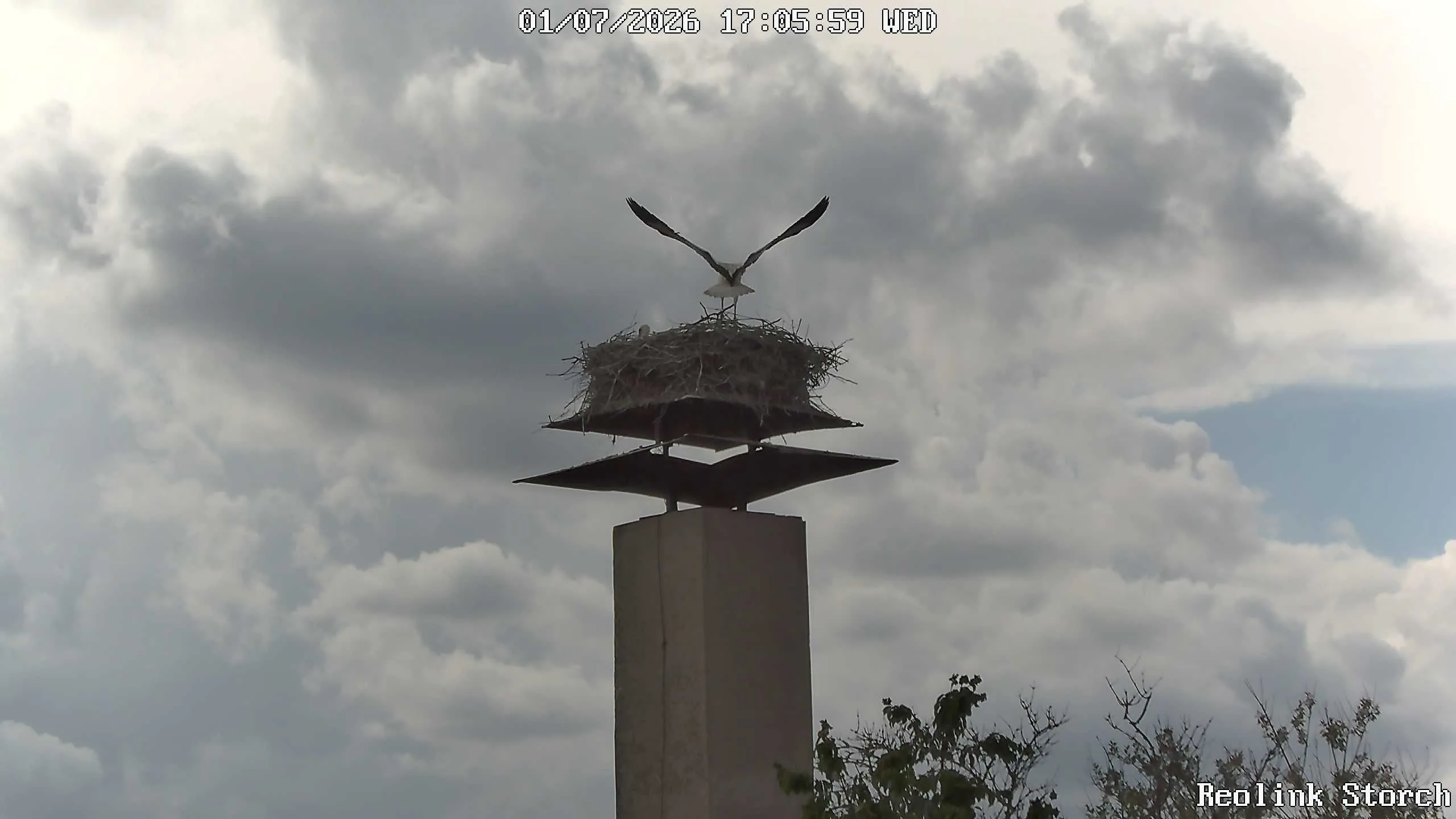 Storchencam Bild