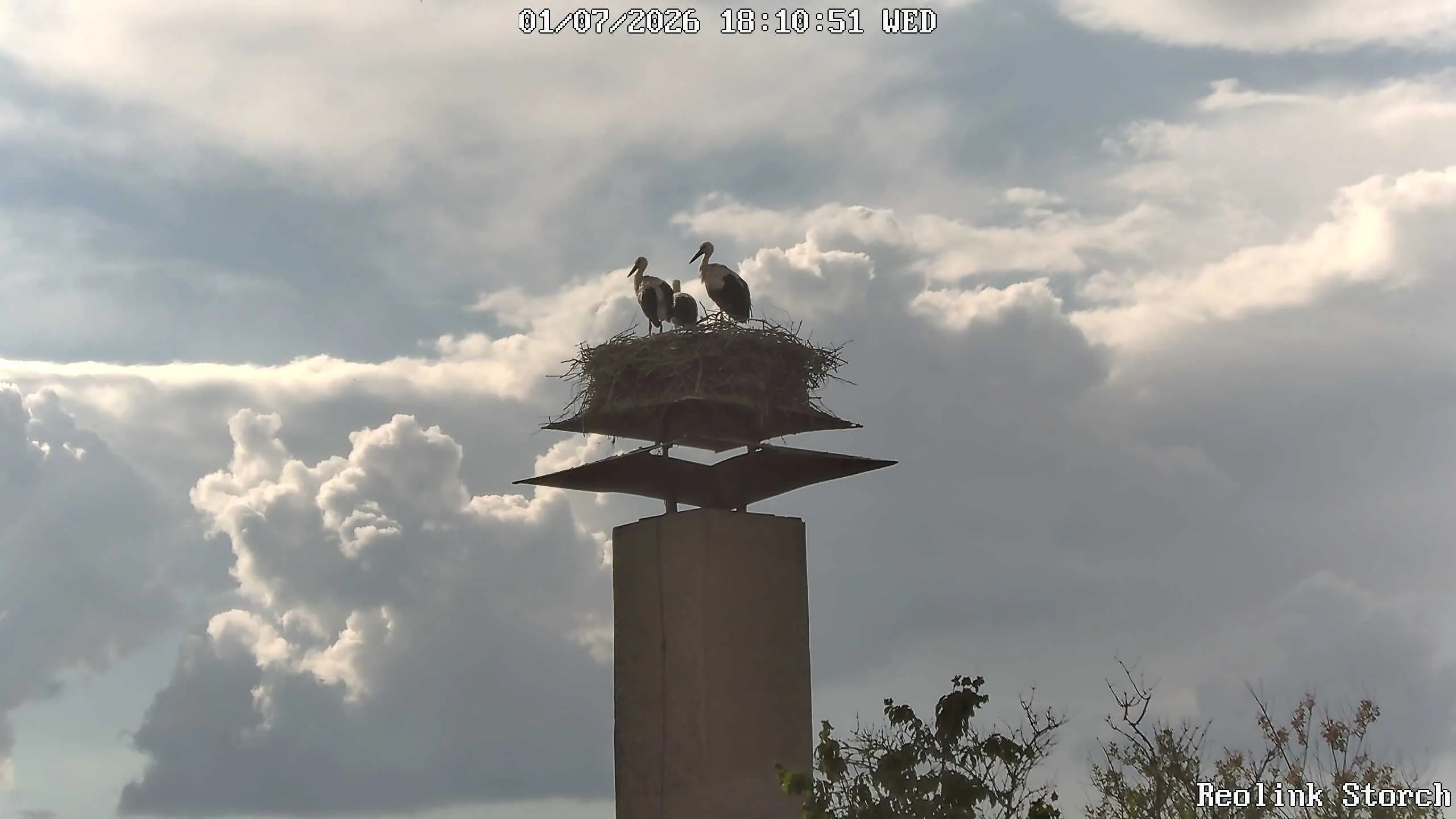 Storchencam Bild