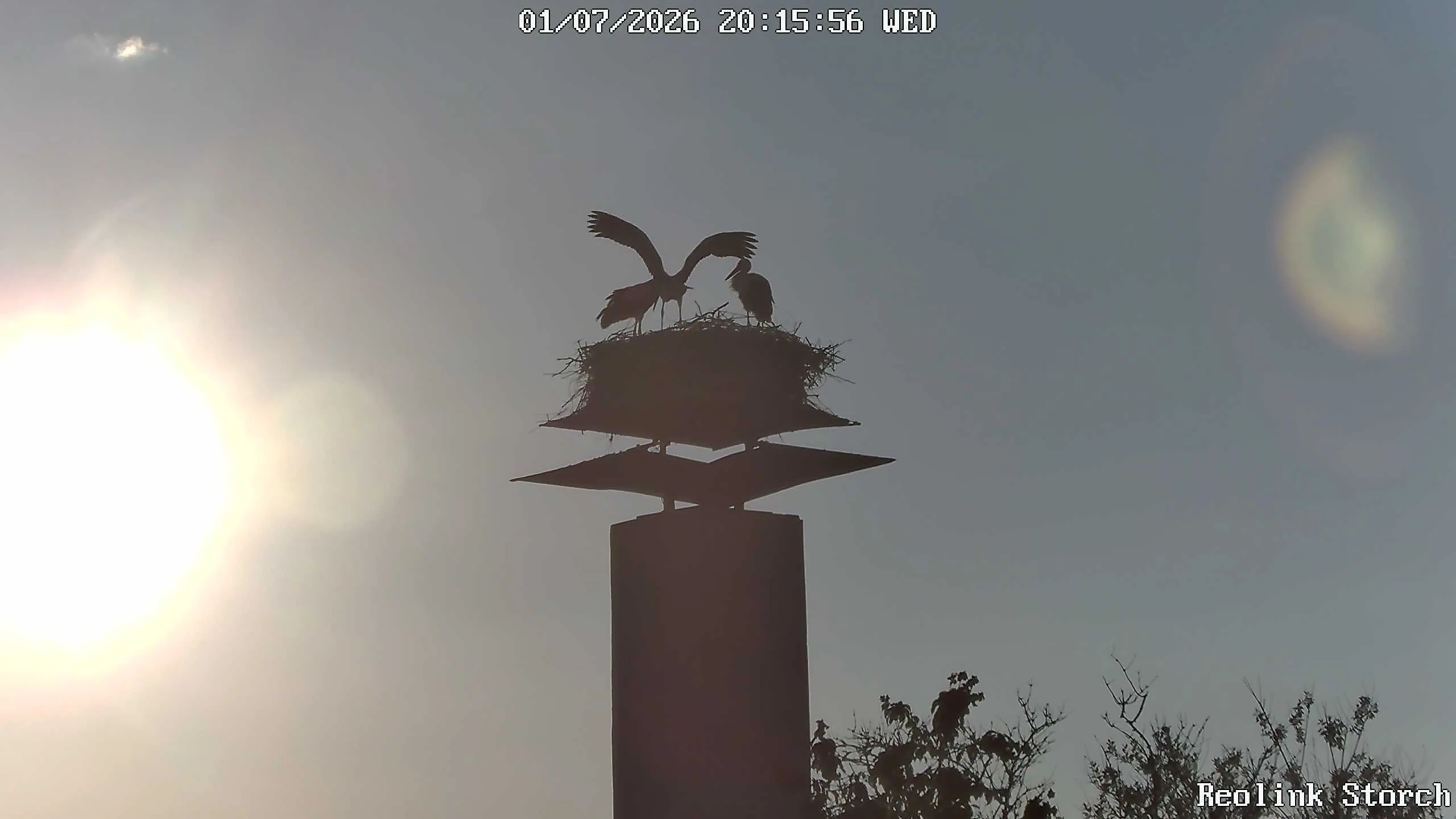 Storchencam Bild