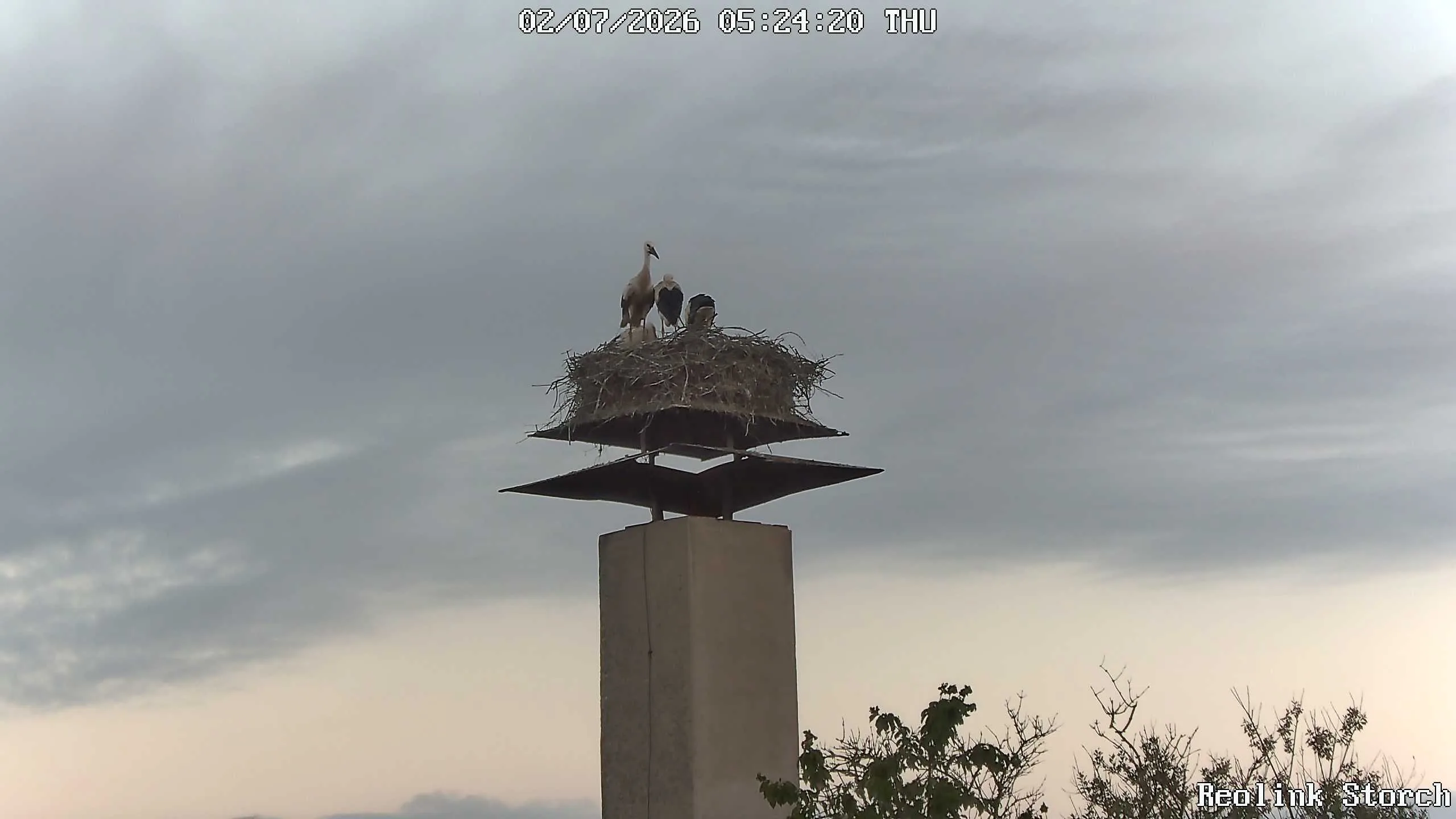 Storchencam Bild