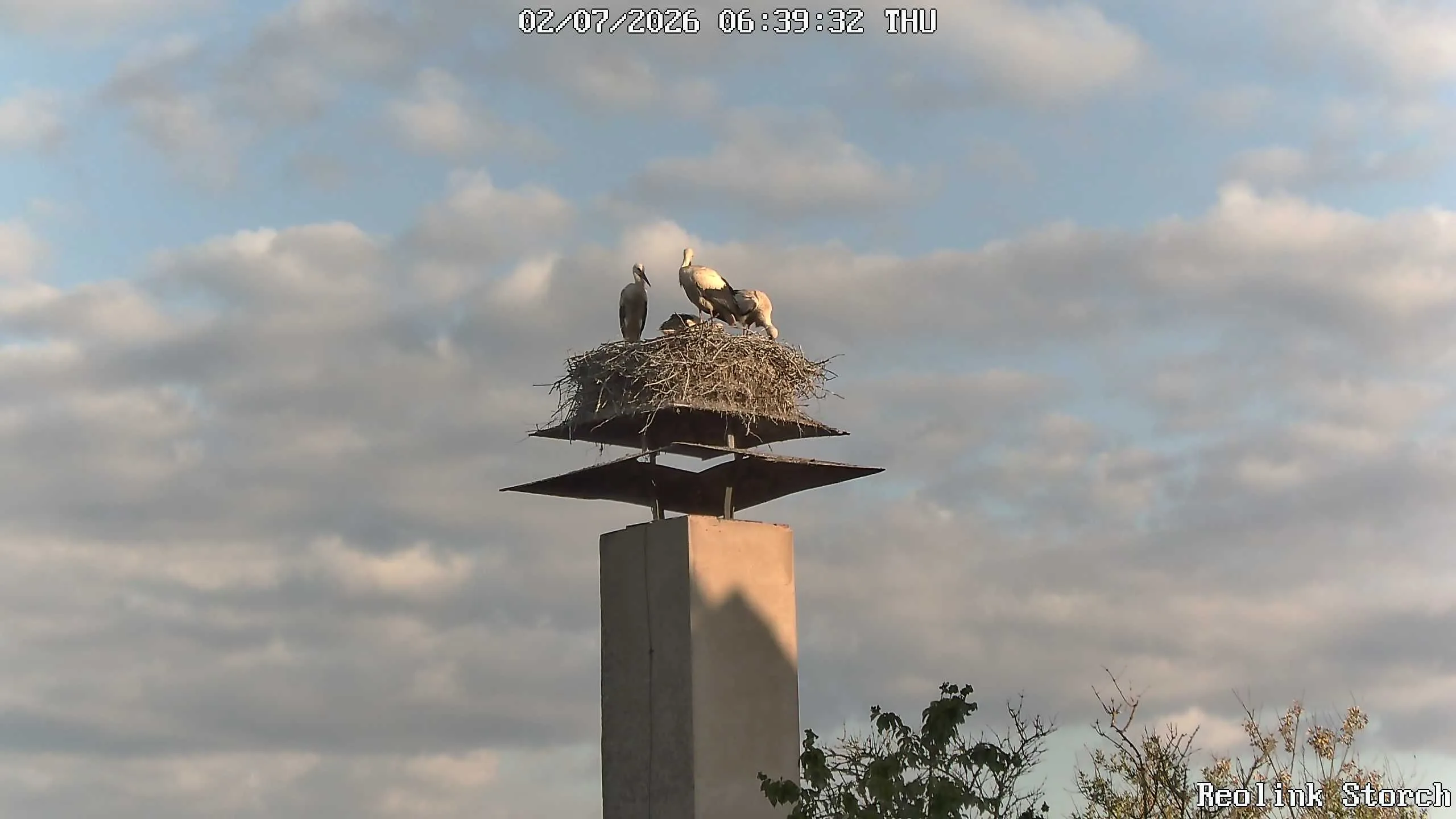 Storchencam Bild